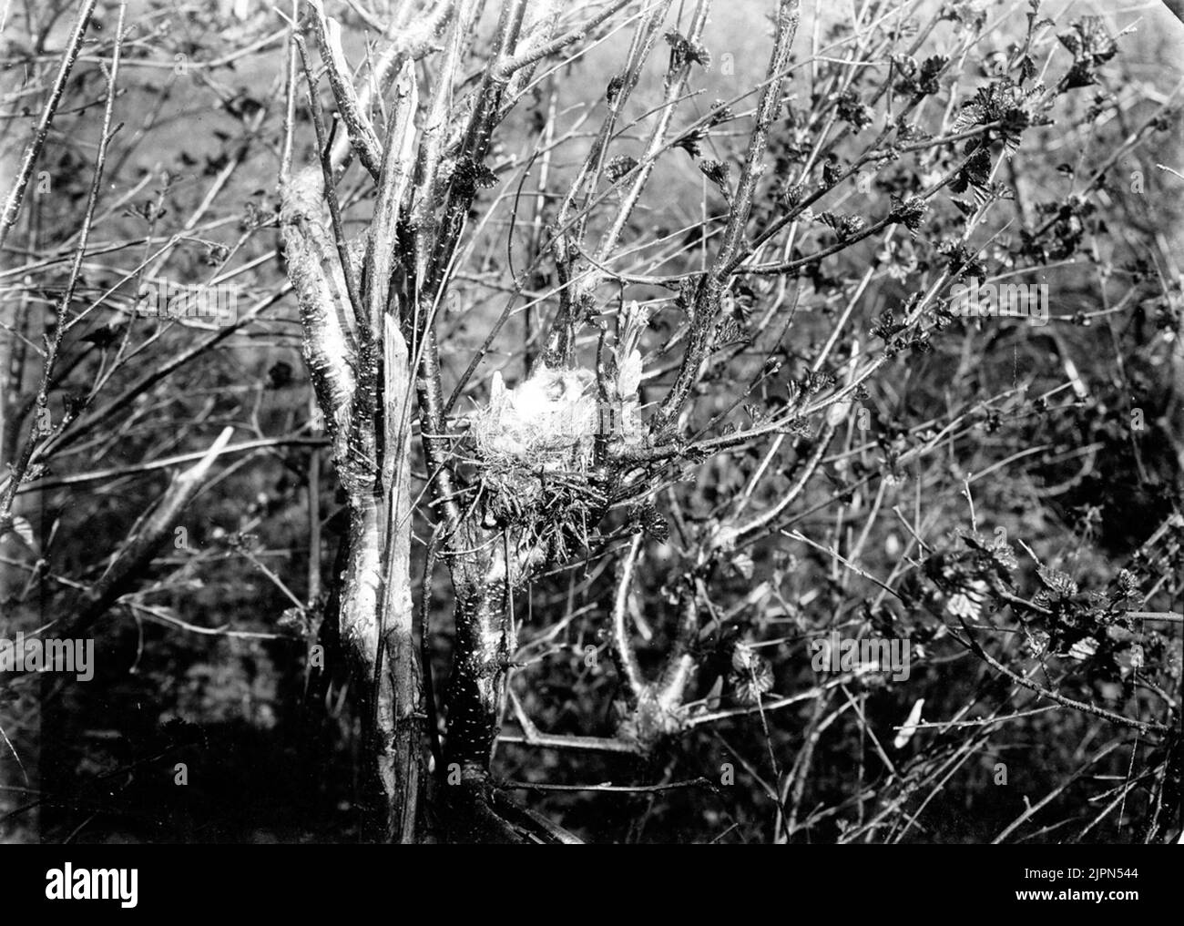 Rester par Gråsiska Acanthis Linarishvar, qui? Bo av gråsiska Acanthis linarishvar, hvem? Banque D'Images