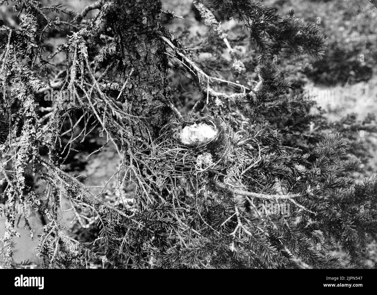 Séjour par Gråsiska Acanthis Linarissjaunjamyren, Lule Lappmark 13/6 1907 Bo av gråsiska Acanthis linarisSjaunjamyren, Lule lappmark 13/6 1907 Banque D'Images