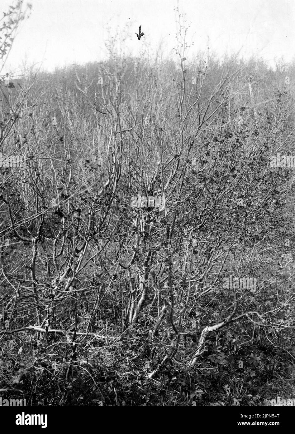 Résidence pour grisâtre (Alsian) acanthis Linaris (Linota Linaris) Njuonjes, Kvickjock 21/6 1904The petit nid au milieu de l'image Boplats för gråsiska (alsiska) Acanthis linaris (Linota linaris)Njuonjes, Kvickjock 21/6 1904Det lilla boet midt bilden Banque D'Images