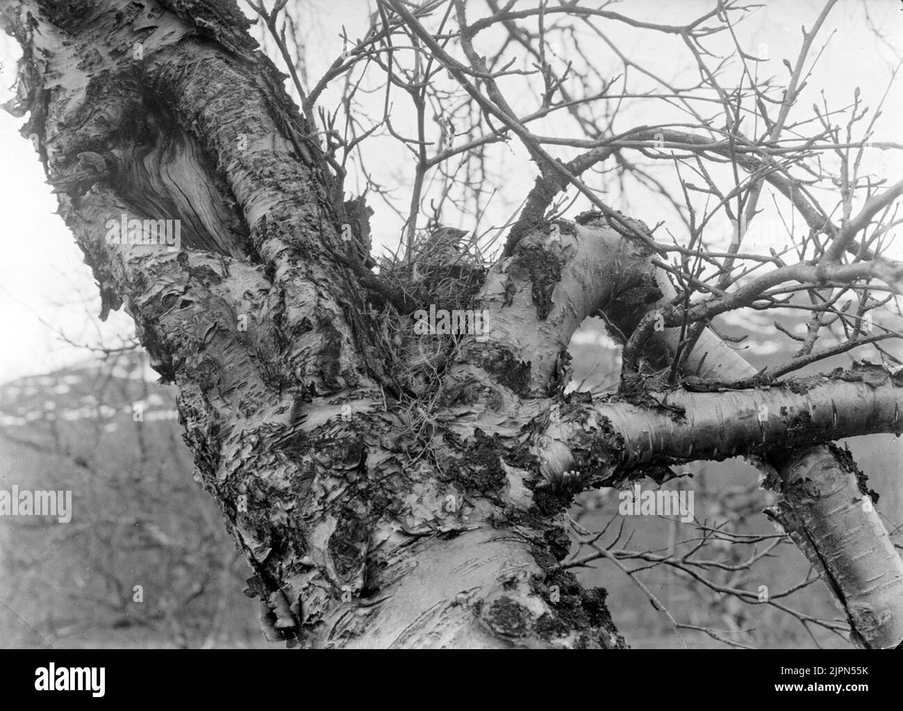 Linota Linaris, (Acanthis Linaris) Gråsiskaabickojaure 25 juin, 1925p. Rosenius gris dans le nid Linota linaris, (Acanthis linaris) gråsiskaAbickojaure 25 juni 1925P. RoseniusGråsiska i boet Banque D'Images
