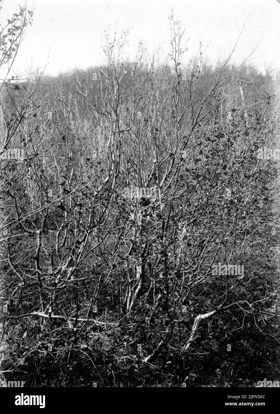 Linota Linaris, Gråsiska () Acanthis Linarisnjuonjes, Kvickjock 21 juin, 1904foto P. Roseniuskvickjock (formulaire WTLICKE) Linota linaris, gråsiska ()Acanthis linarisNjuonjes, Kvickjock 21 juni 1904Foto P. Roseniusklickke (formulaire KWestjickke) Banque D'Images