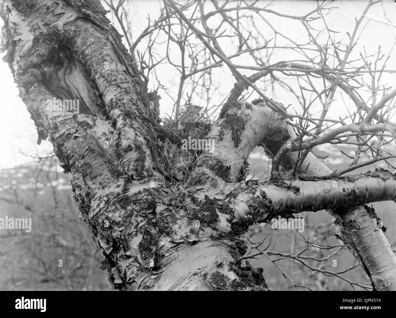 Gråsiska in Boetabiskojaure, Laponie Gråsiska i boetAbiskojaure, Lappland Banque D'Images