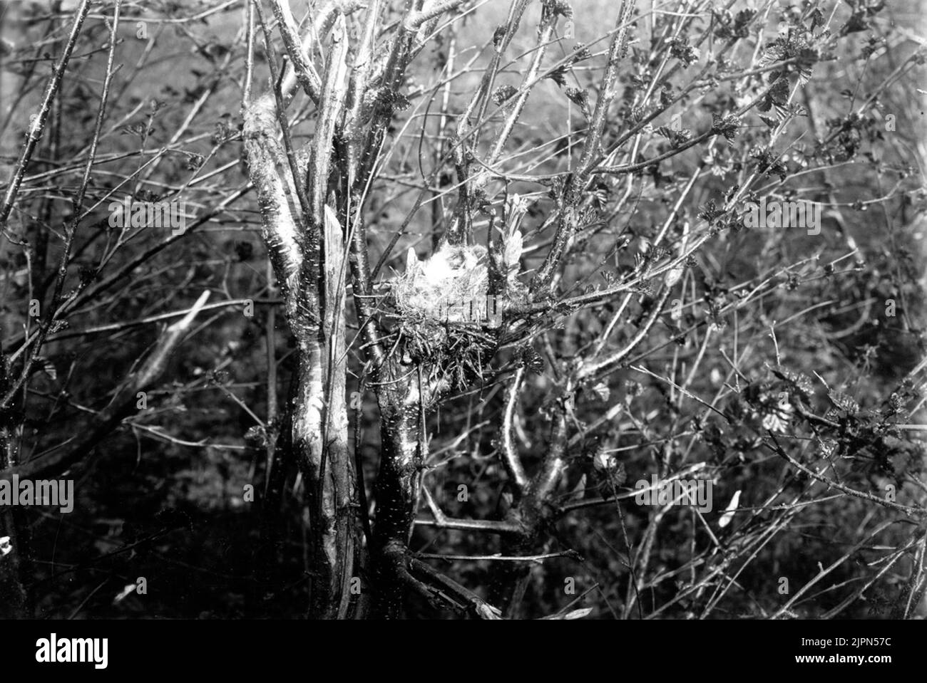 Séjour AVR Gråsiska Acanthis Linarishvar? La chambre ? Pas dans la bande 1! Bo avr gråsiska Acanthis linarisHvar? Lokalen?Finns ej i groupe 1! Banque D'Images