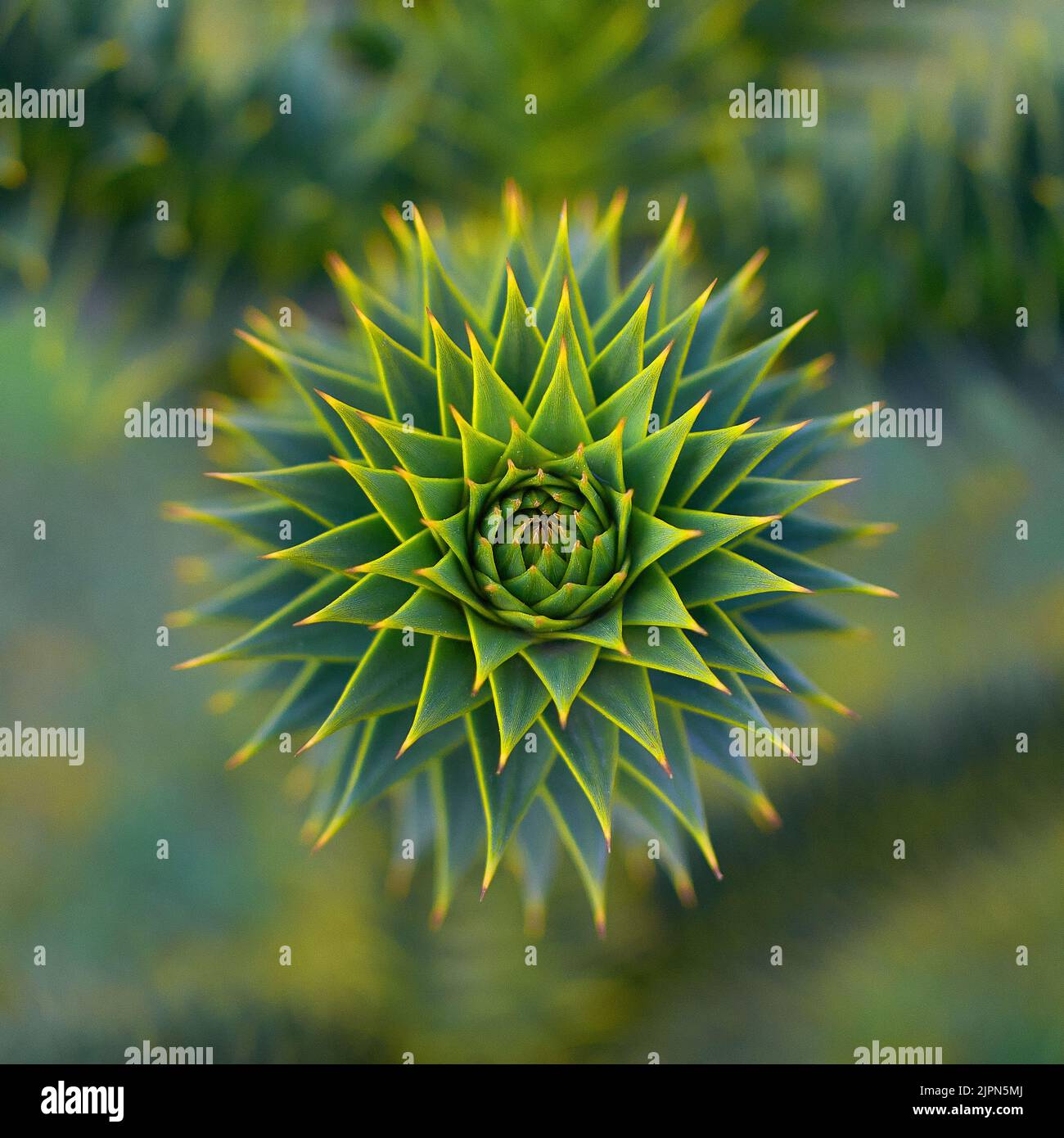 Nature plante PIN Vert jaune Forrest Bois Vega branche fleur arbre pointes nettes cercle carré feuilles jardin botanique Botanique Botanique Banque D'Images