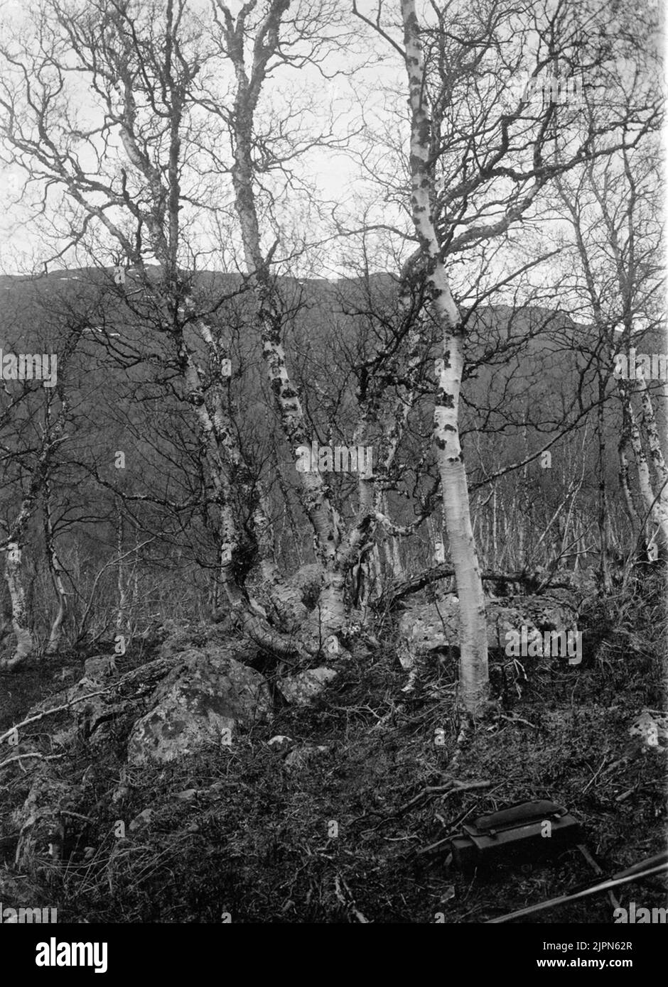 Tassement pour la ligne d'éparpillement de fer, accentor modularis. Kvikkjockfjällen, juin 1904. Boplats för järnsparv, ou modularis. Kvikkjockfjällen, juni 1904. Banque D'Images Tassement pour la ligne d'éparpillement de fer, accentor modularis. Kvikkjockfjällen, juin 1904. Boplats för järnsparv, ou modularis. Kvikkjockfjällen, juni 1904. Banque D'Images
