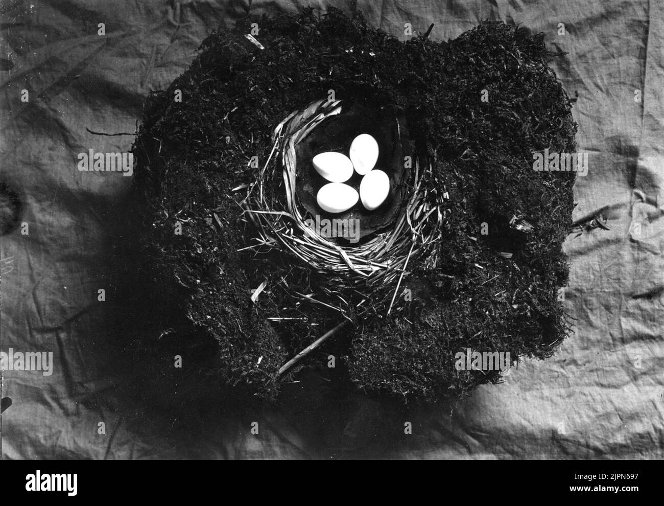 Séjour de pousses (Cinclus aquaticus) Bo av stomar (Cinclus aquaticus) Banque D'Images