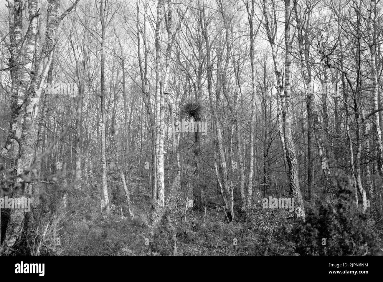 Serpent, buteo b. Bouteo. Règlement pour Snake, Buteo vulgaris, 2 mai 1909 Ormvråk, Buteo b. buteo. Boplats för ormvråk, Buteo vulgaris, 2 maj 1909 Banque D'Images