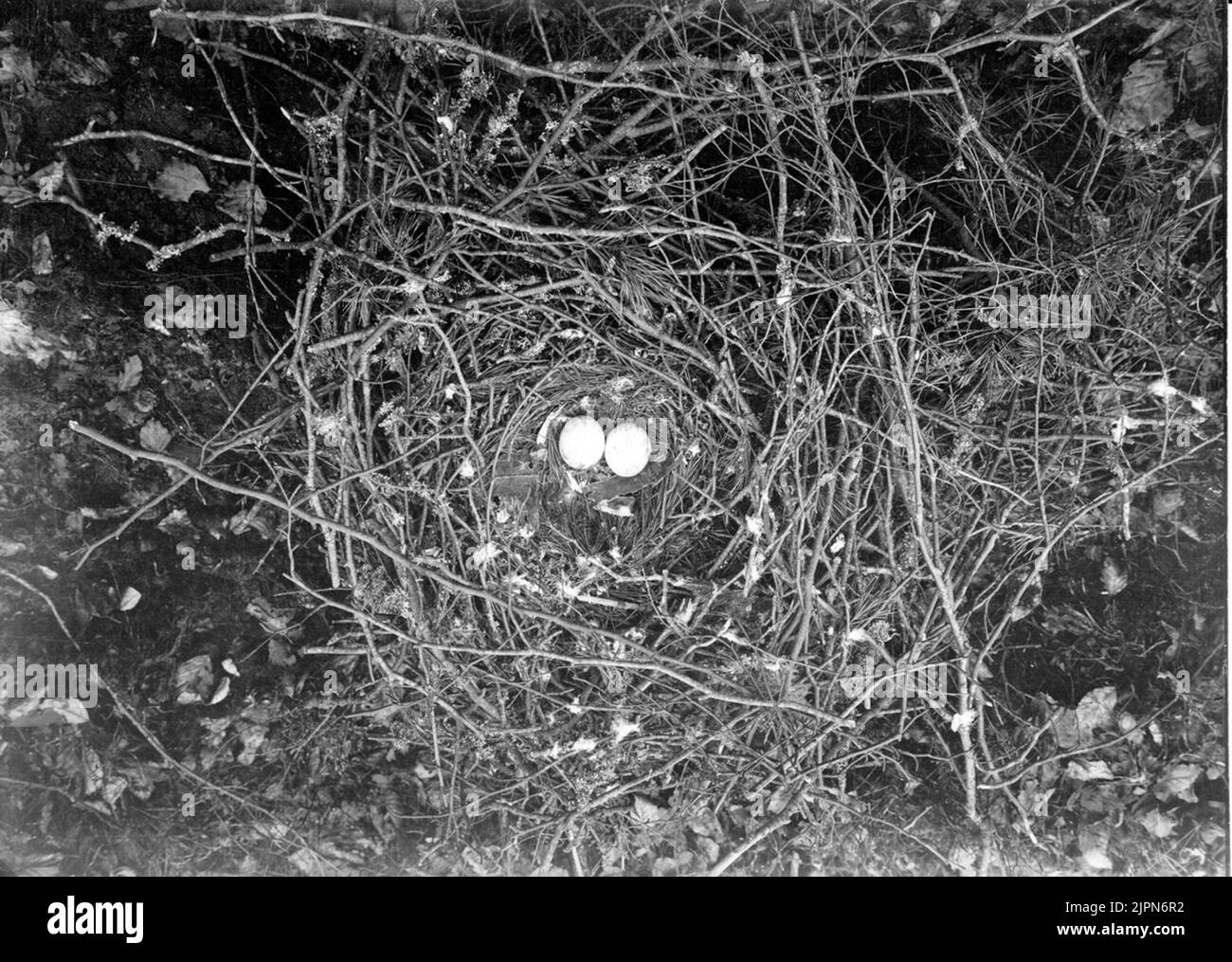 Ormvråk, faucon b. faucon. Bo AV Ormvråk, Bubo vulgaris, 2 mai 1909 Ormvråk, Buteo b. buteo. Bo av ormvråk, Bubo vulgaris, 2 maj 1909 Banque D'Images