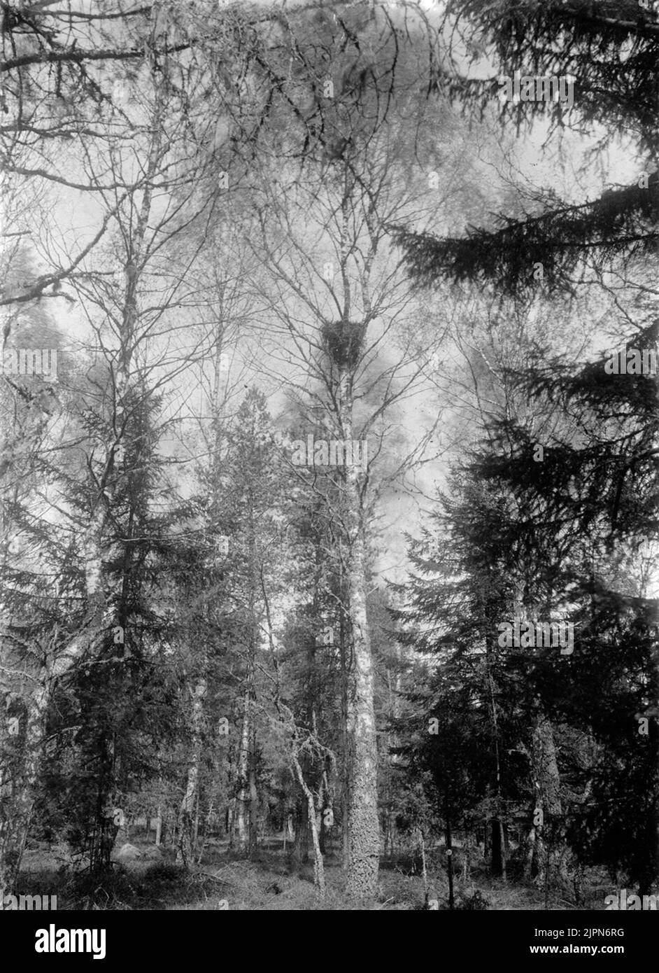 Serpent, buteo b. Bouteo. Boplats et Bo de Bueto vulgaris, 22 mai 1905 Ormvråk, Buteo b. buteo. Boplats och bo av Bueto vulgaris, 22 maj 1905 Banque D'Images