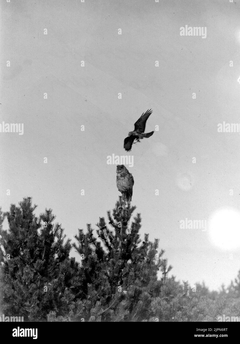 Serpent, buteo b. Bouteo. Serpent contre Uven Ormvråk, Buteo b. buteo. Ormvråk mot uven Banque D'Images