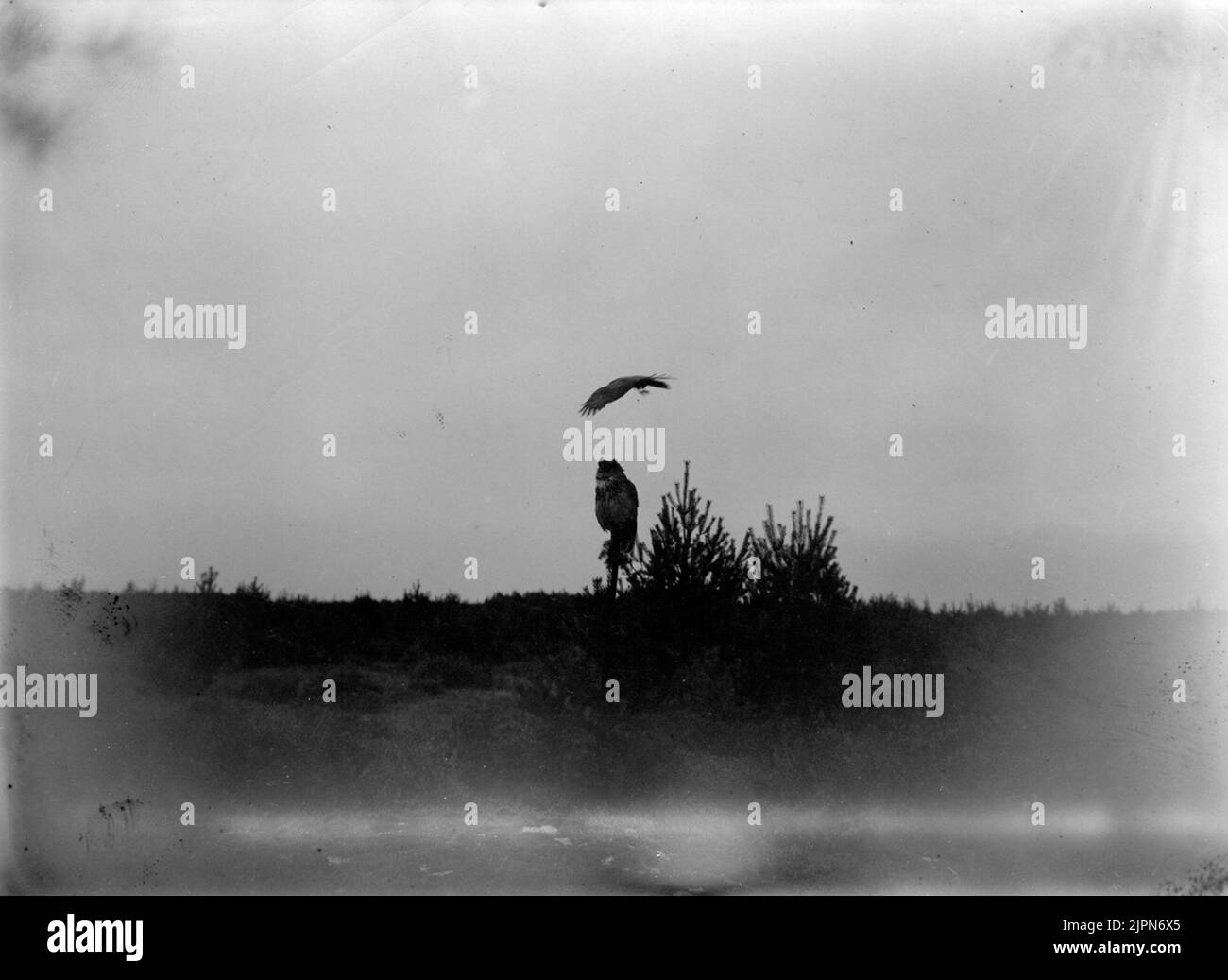 Serpent, buteo b. Bouteo. Serpent, 3 septembre 1911. 1/399 SEK, à peine gradation Ormvråk, Buteo b. buteo. Ormvråk, le 3 septembre 1911. 1/399 sek, Knappt avbländning Banque D'Images