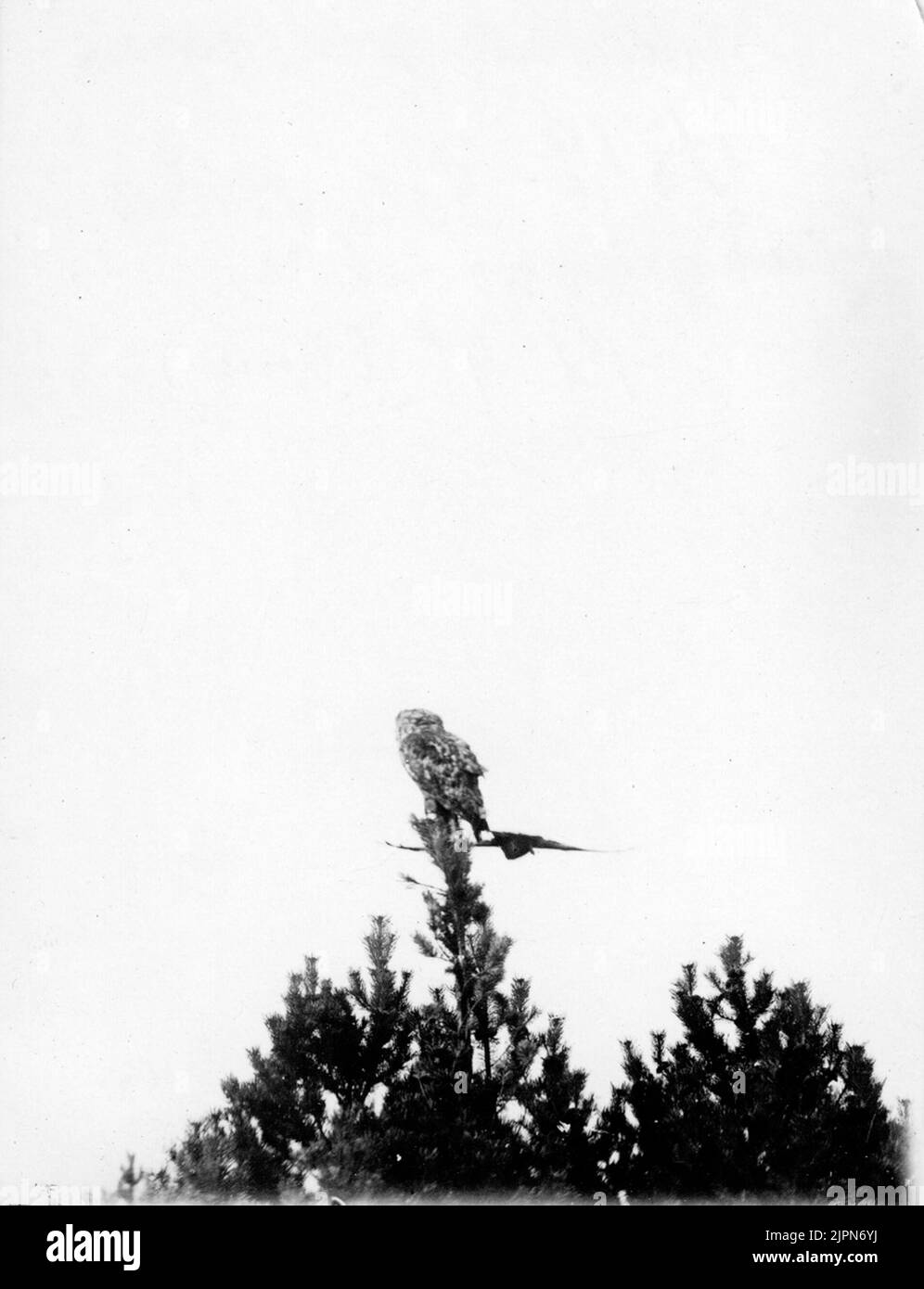 Ormvråk, Buteo b. Bouteo. Ormvråk vid uven, 7/9 1919 Ormvråk, Buteo b. buteo. Ormvråk vid uven, 7/9 1919 Banque D'Images