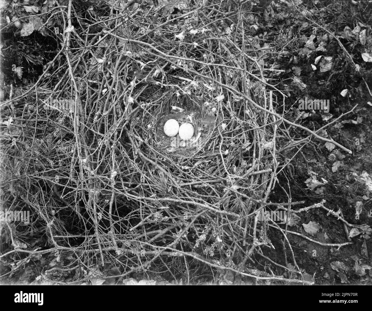 Ormvråk, buteo b. Bouteo. Buto vulgaris /Omvråk/, 2 Maj Ormvråk, Buteo n. buteo. Bo av Buto vulgaris /ormvråk/, 2 maj 1909 Banque D'Images