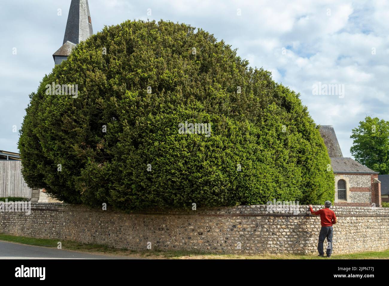 France, Seine Maritime, Maucomble, Maucomble buis (Buxus) // France, Seine-Maritime (76), Maucomble, le buis de Maucomble (Buxus) Banque D'Images
