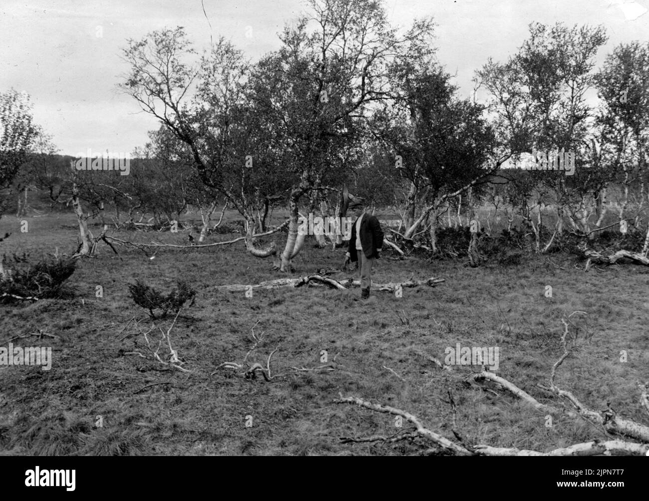 Boplats Scolopax Major, Buckers doubles Enbågen ,, Jämtland, 15 juin 1911. (L'homme montre sur le domaine.) Boplats scolopax Major, dubbelbeckasin Enbågen, Jämtland, 15 juni 1911. (Mannen visar på boet.) Banque D'Images