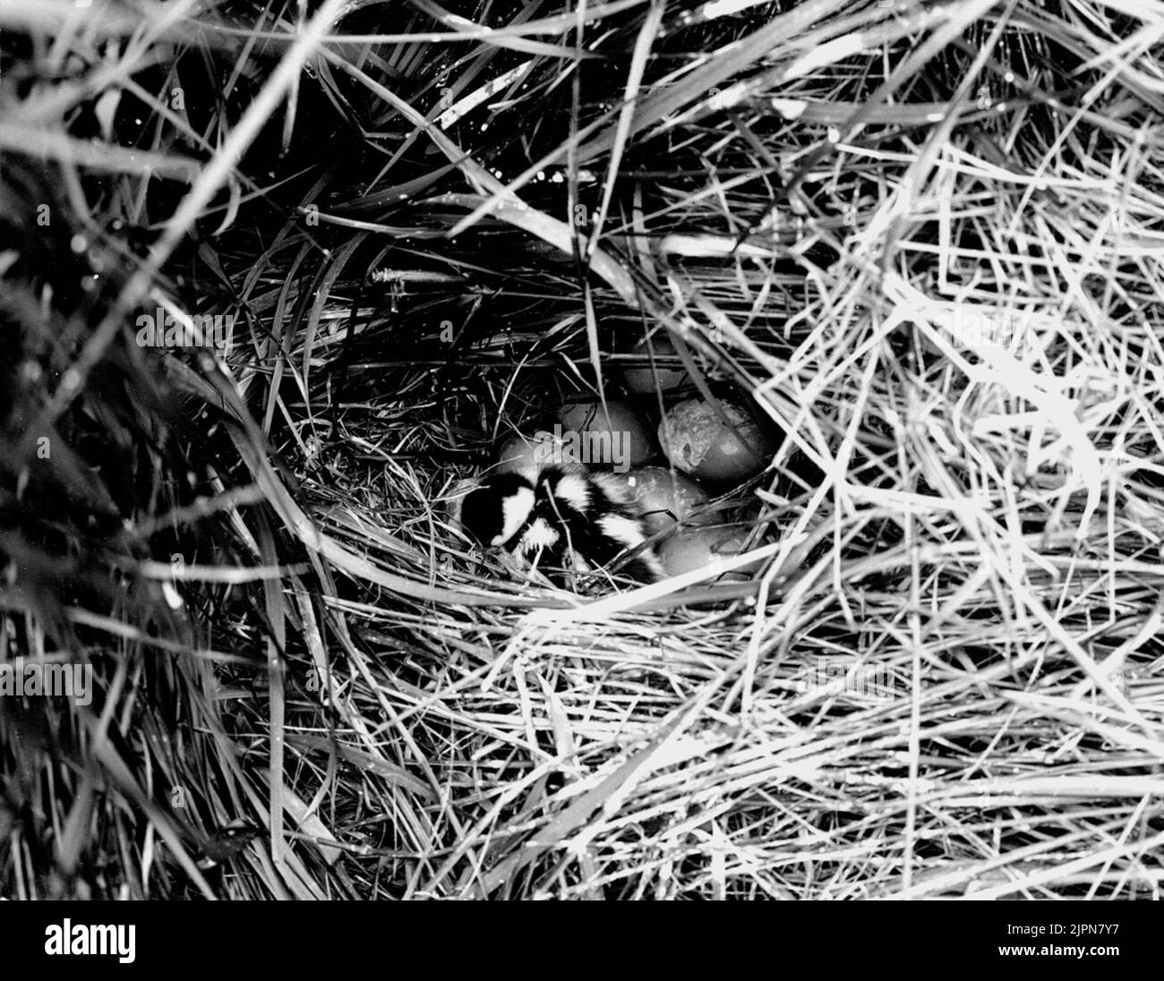 Gravandrunge, clamé dans de petites fissures. Gravandsunge, klävkt i småskraksbo. Banque D'Images