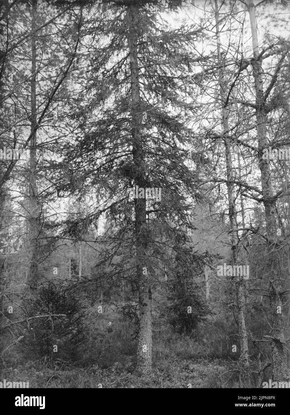 Boplats pour Ring Duva, Columba palumbus, 9 mai 1913 Boplats för ringduva, Columba palumbus, 9 maj 1913 Banque D'Images