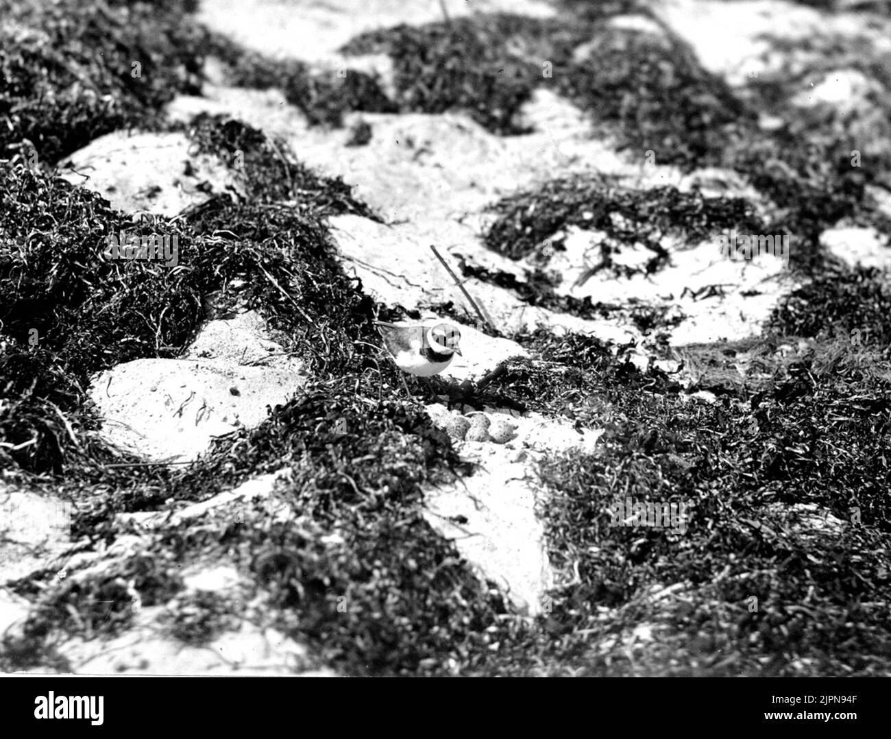 Plus grand tuyau de plage (Charadrius hiaticula) au nid större strandpipa (Charadrius hiaticula) vid boet Banque D'Images