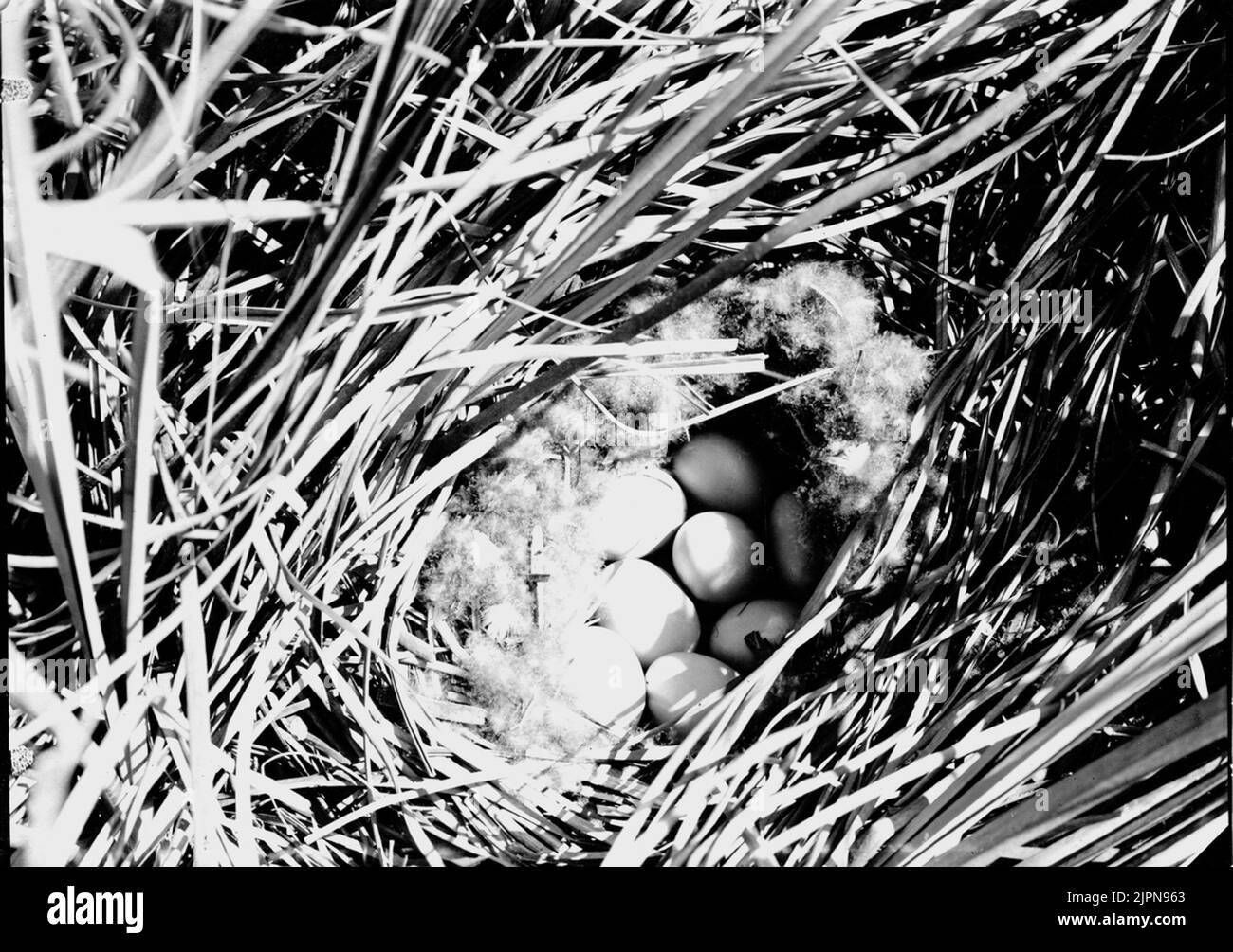 Séjournez à Fuigula Cristala (Vigg) .1/6-1911. Bo av Fuligula cristala (vigg).1/6-1911. Banque D'Images
