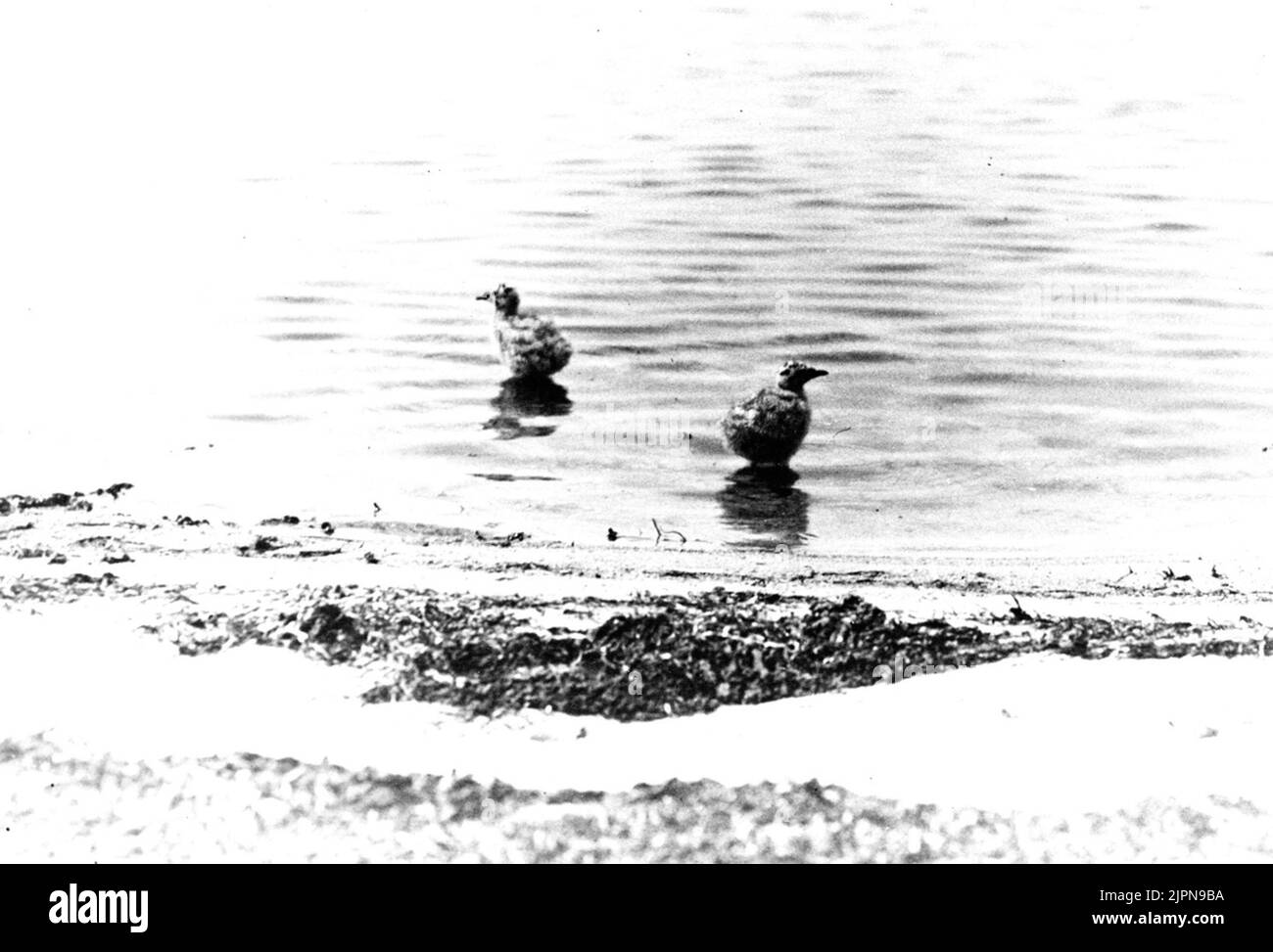 Fiskmås-Ungar, Larus vieillissement fiskmås-ungar, Larus Canus Banque D'Images Fiskmås-Ungar, Larus vieillissement fiskmås-ungar, Larus Canus Banque D'Images