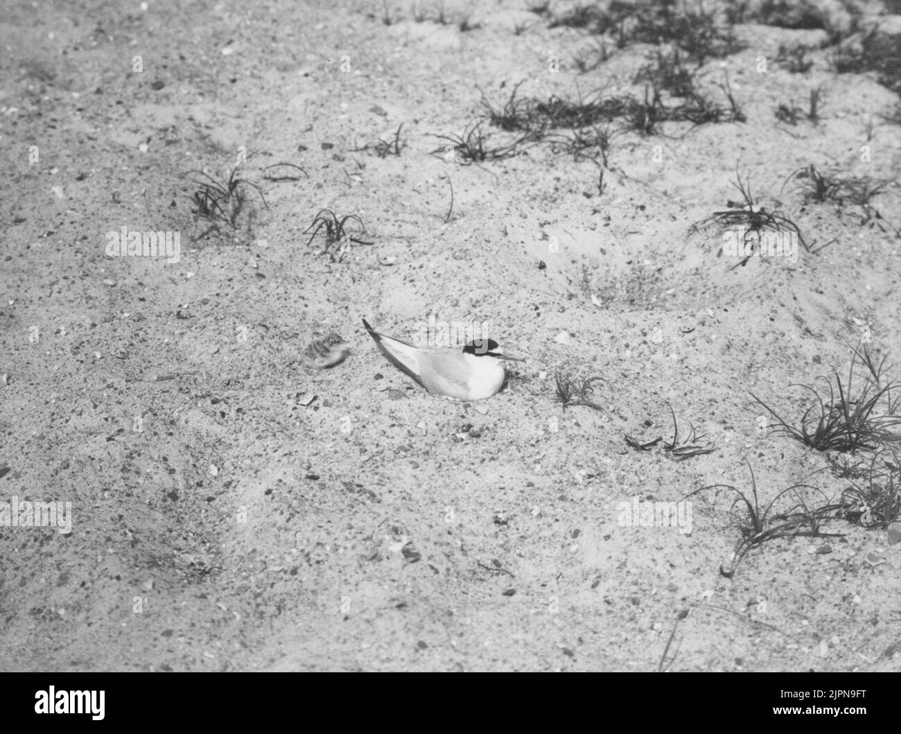 Petite sterne avec enfant. 16/6-1918. Småtärna med unge. 16/6-1918. Banque D'Images