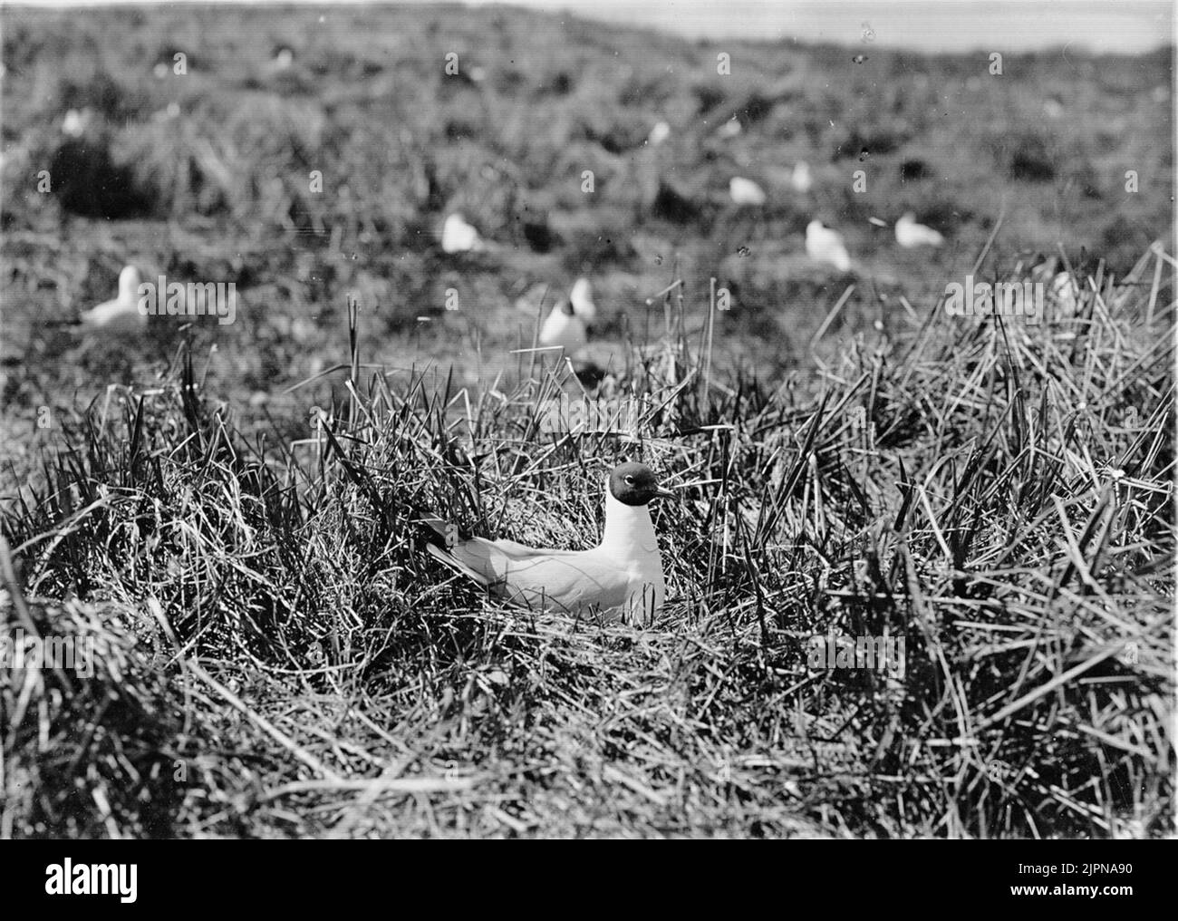 Rire (Larus Rdibúndus) la greffe. Skhotmås (Larus Rdibúndus) ruvande. Banque D'Images