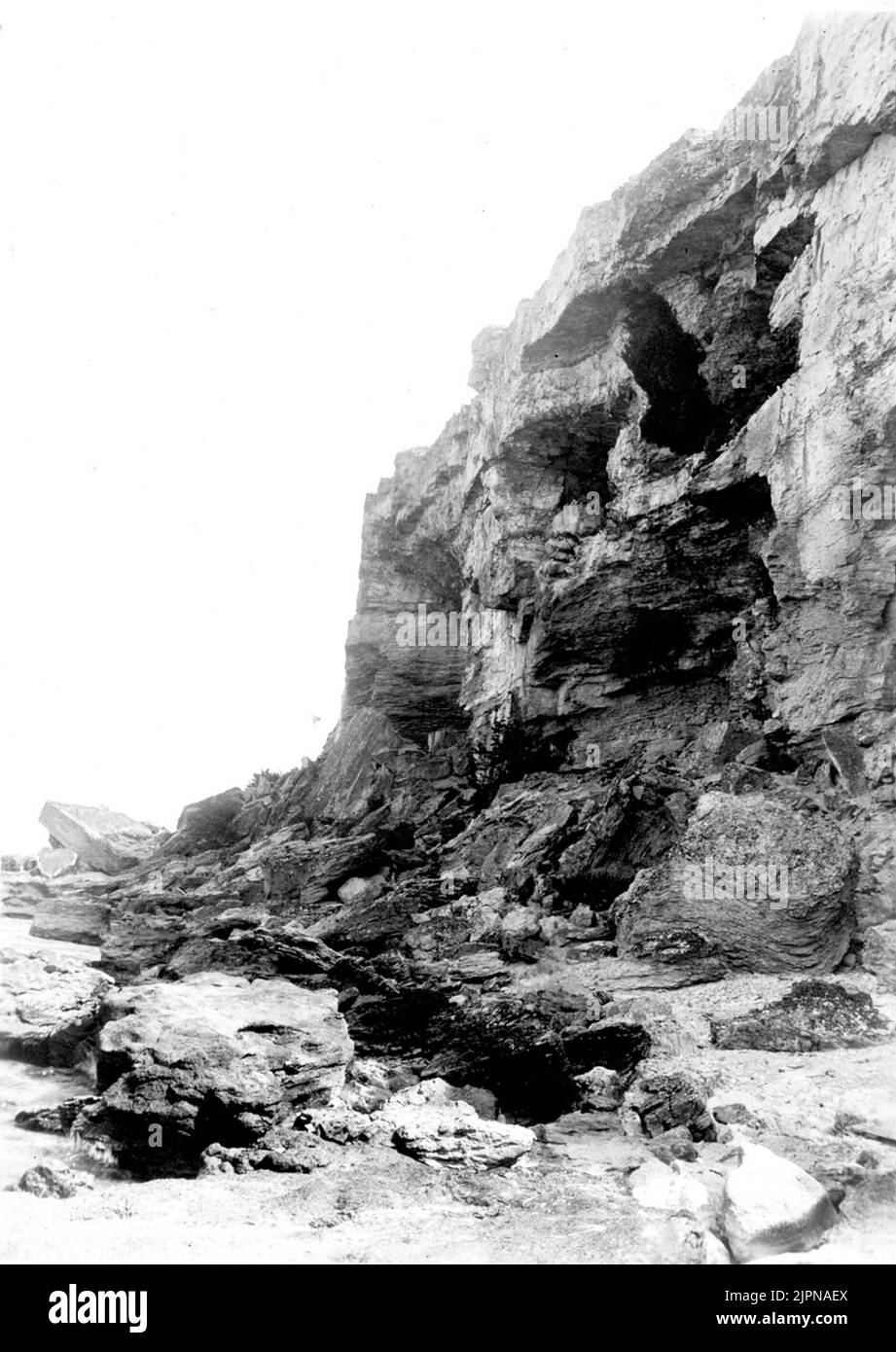 Résidence pour les porcs de hareng (Uria troile). Notre colonie de cochons de hareng dans l'écart supérieur. Boplats för sillgrislor (Uria troile). Vår koloni av sillgrisslor i översta klyftan. Banque D'Images