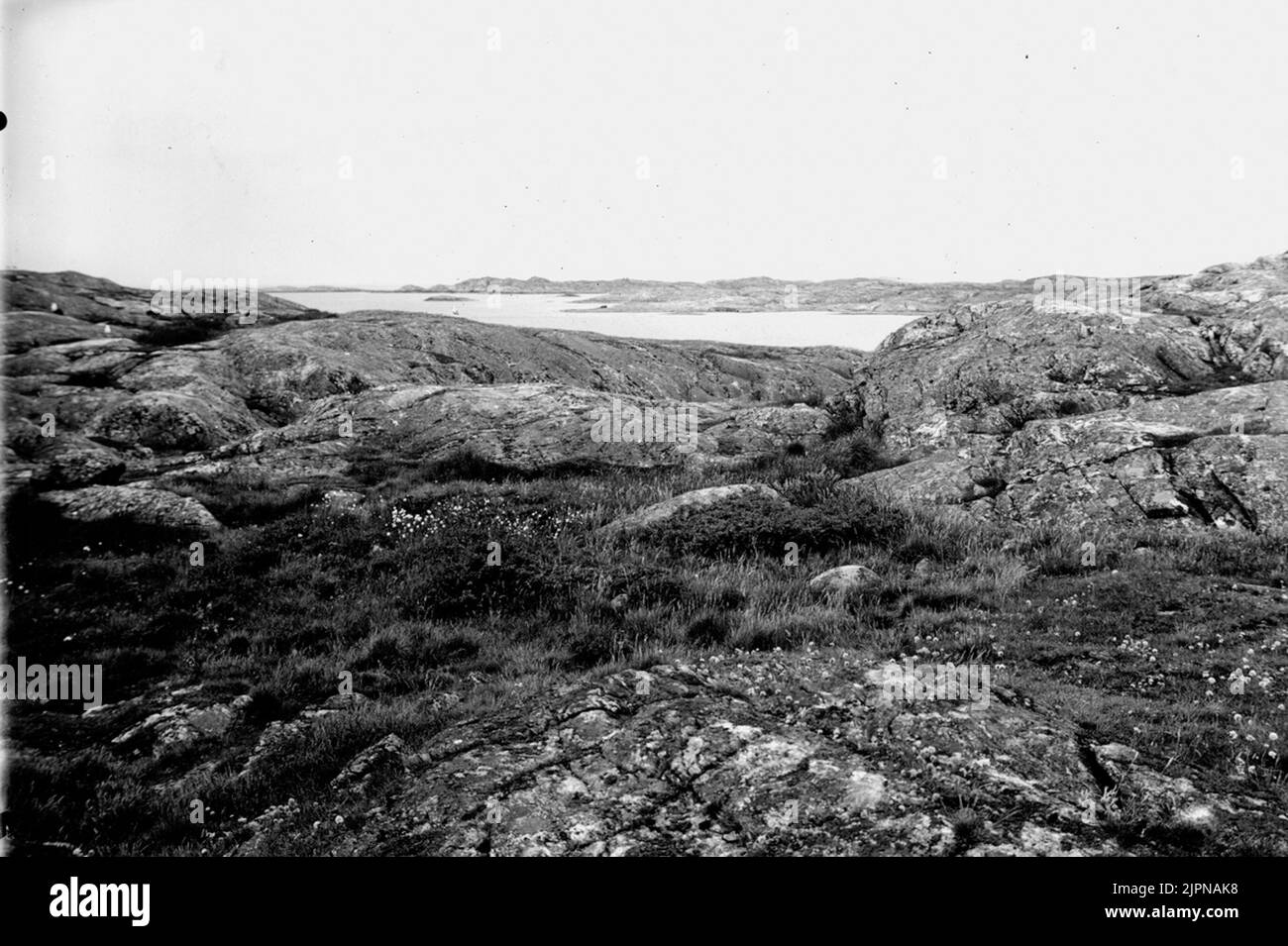 Terrain de Nestrine pour les petites fissures Häckningsterräng för småskrak Banque D'Images