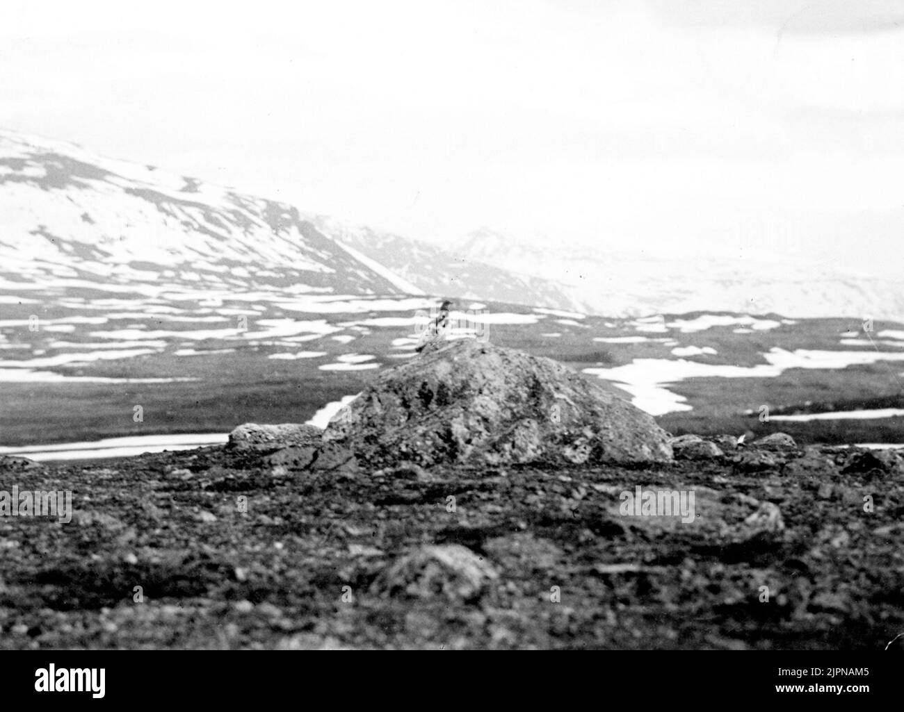 Fjällriptupp (Lagopus M. Mutus) dans le terrain de nidification. 1924 Fjällriptupp (Lagopus M. mutus) i häckningstarängen. 1924 Banque D'Images