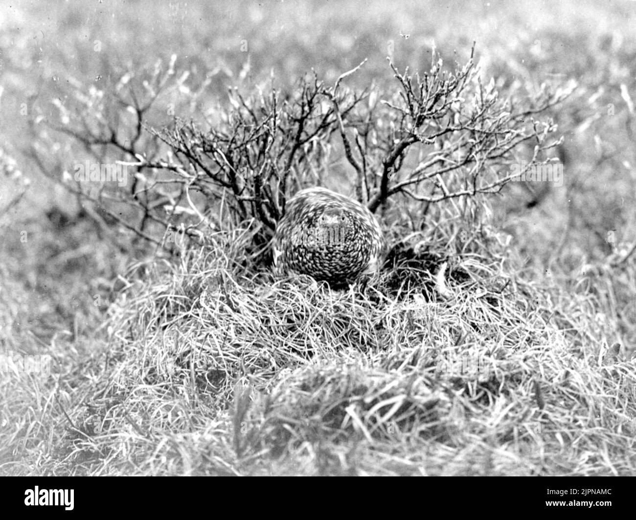 Fjällripa (Lagopus M. Mutus) perturbé au nid. 1924 Fjällripa (Lagopus M. mutus) störd vid boet. 1924 Banque D'Images