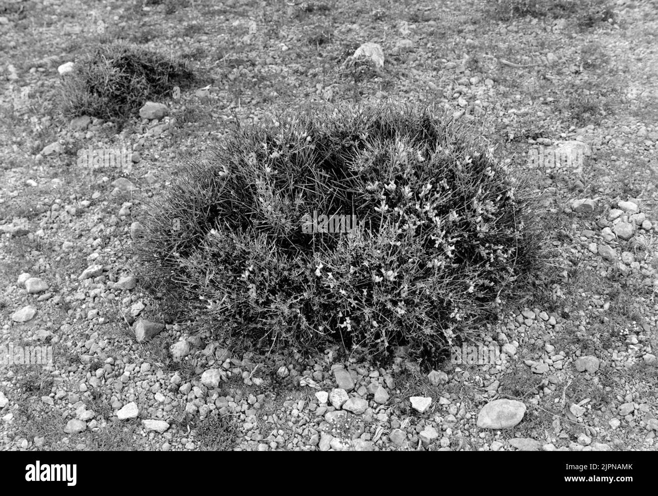 Erinacex bourse batna, algérie Erinacex pungens Batna, Algeriet Banque D'Images