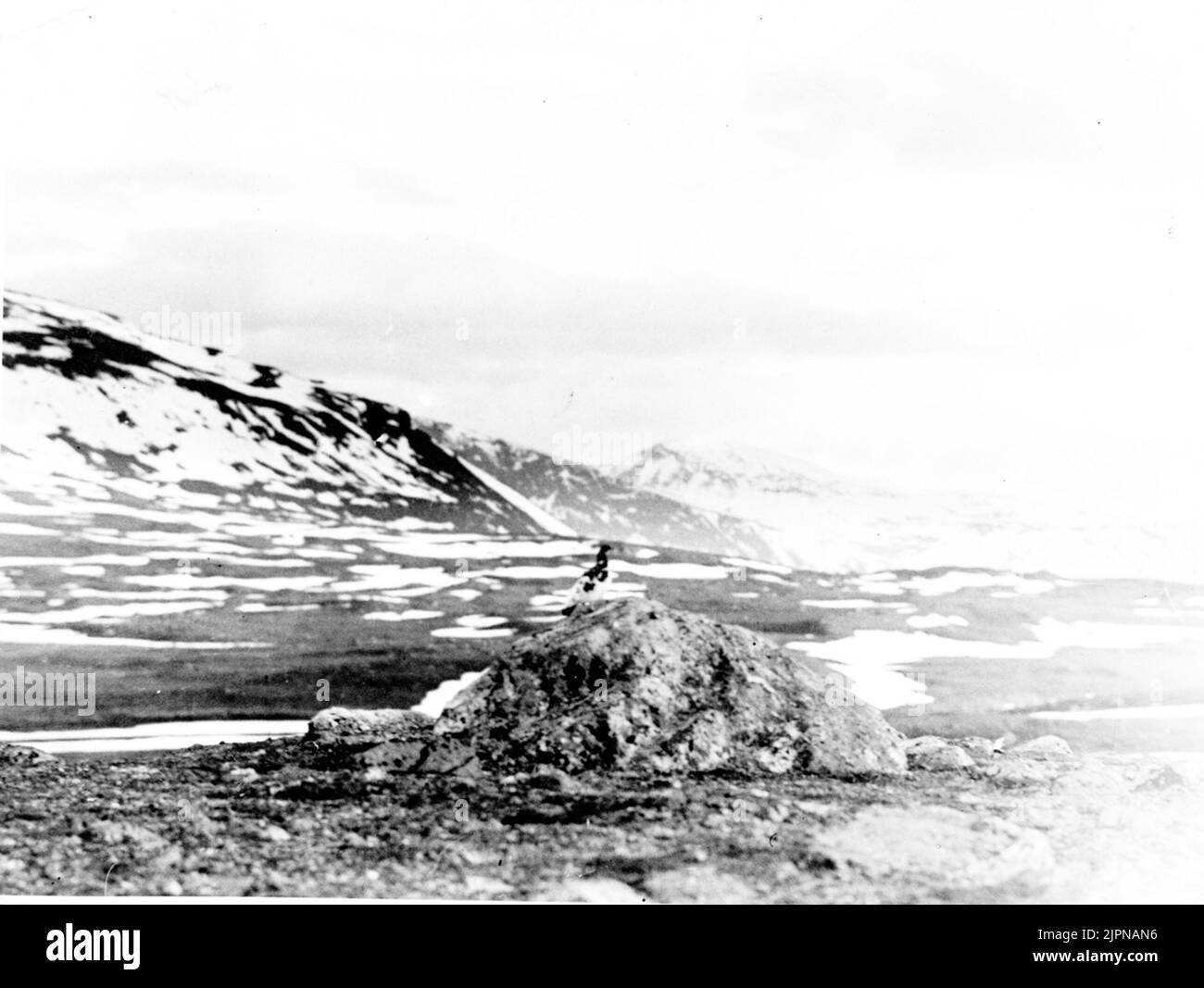 Fjällripetupp (Lagopus M. Mutus) sur la pierre? 1924 Fjällripetupp (Lagopus M. mutus) på sten? 1924 Banque D'Images