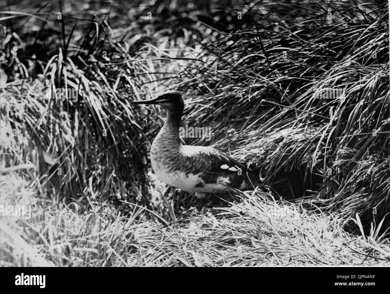 Petites fissures à (à l'extérieur) le nid. Småkrak vid (utanför) boet. Banque D'Images