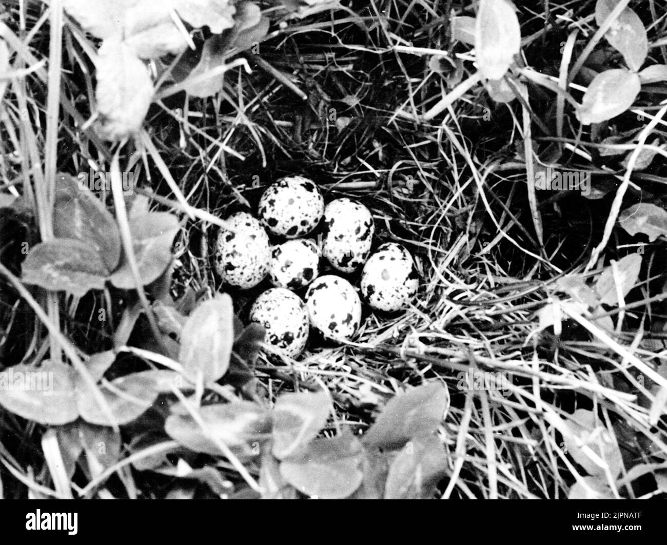 BO AV VAKTEL (Cotúrnix c. Coturnix) ? Bo av vaktel (Cotúrnix c. coturnix)? Banque D'Images