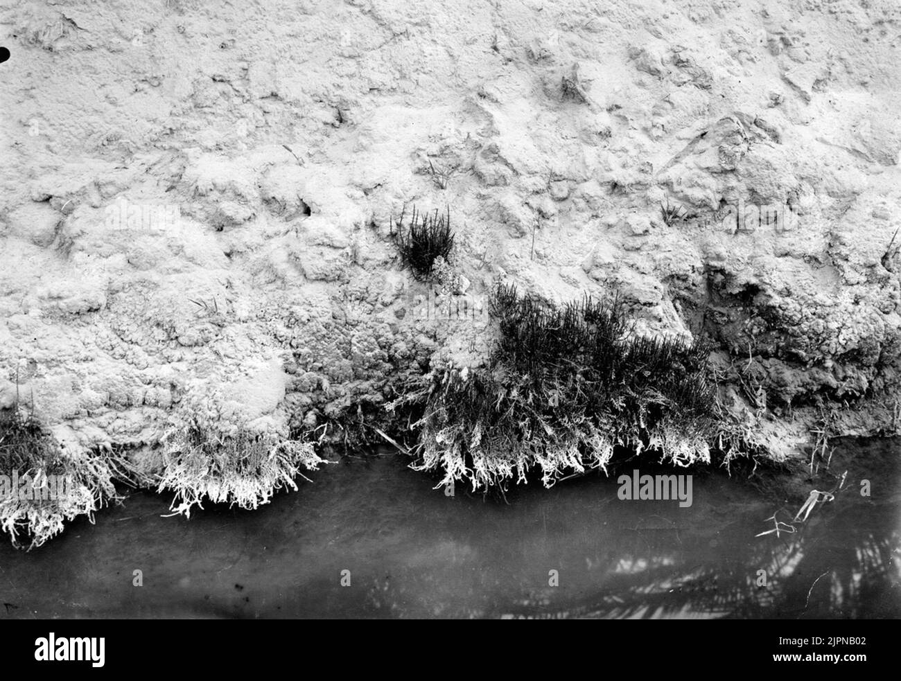 Öknens robanche (Snyltrot) Phillipaa violacea Tougghourt (Algeriska Sahara) 1910 Kanske Den Lilla Blomklasen Midt i Bilden? Jusqu'à Höger Neder Om Denensamma Lilla Midt i Bilden. Öknens Orobanche (snyltrot) Phillipaa violacea Tougghourt (algeriska Sahara) 1910 Kanske den lilla bleklasen midt i bilden? Till höger neder om denensamma lilla tuvan midt i bilden. Banque D'Images