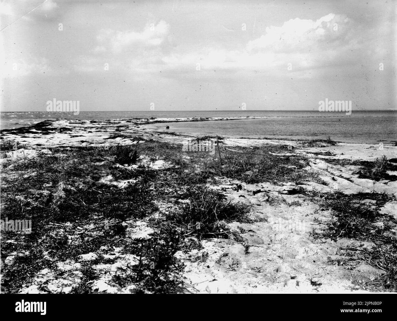 Biotope pour petites fissures. (Le nid à droite de la canne) (légèrement à droite du centre de la photo) 23/7-1935. Biotop för Småskrak.(boet till höger om käppen)(något till höger om mittpunkten i bilden)23/7-1935. Banque D'Images