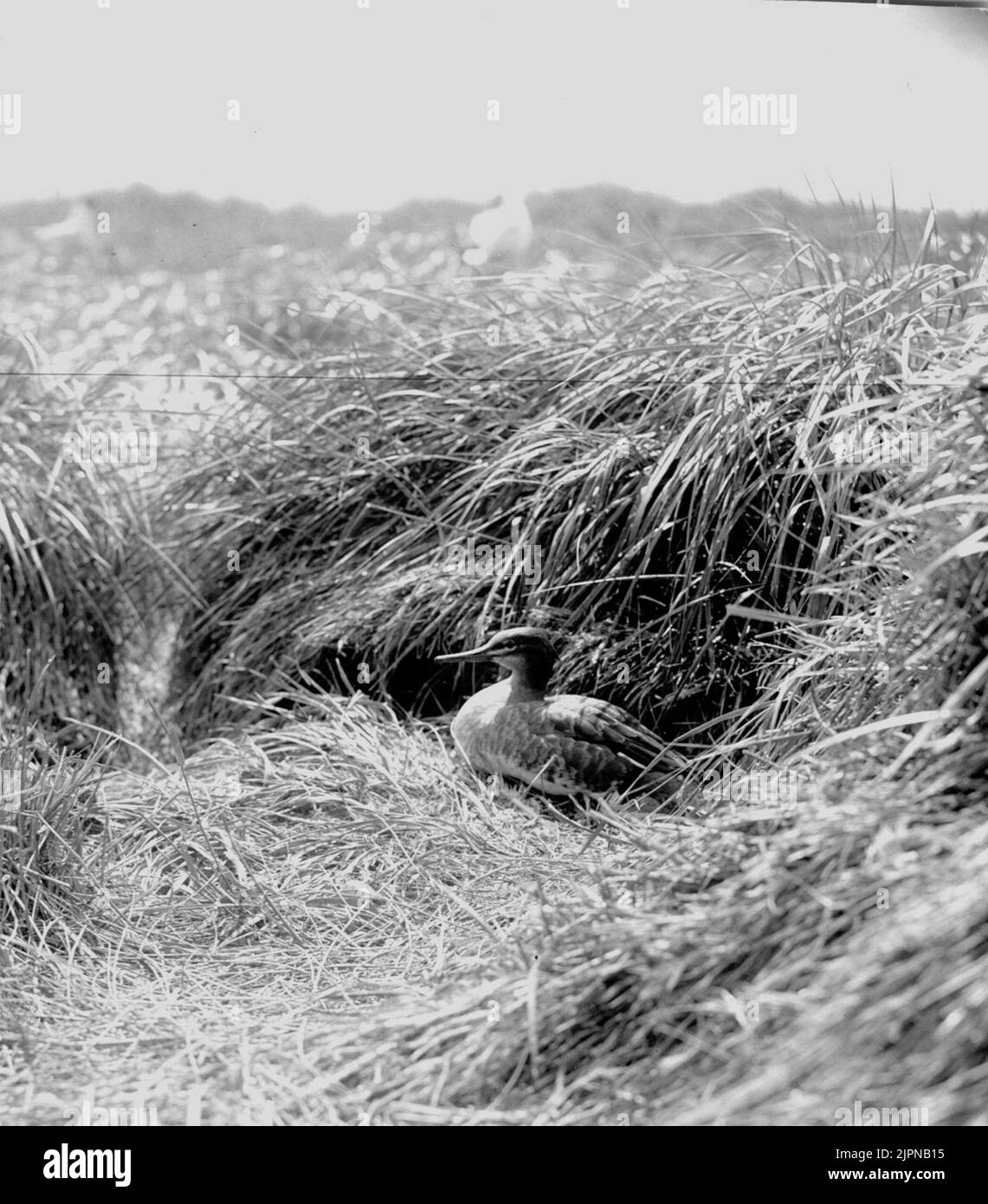 Petites fissures (Mergus serrátor) situées juste à l'extérieur du nid Småskrak (Mergus serrátor) liggande strax utanför boet Banque D'Images