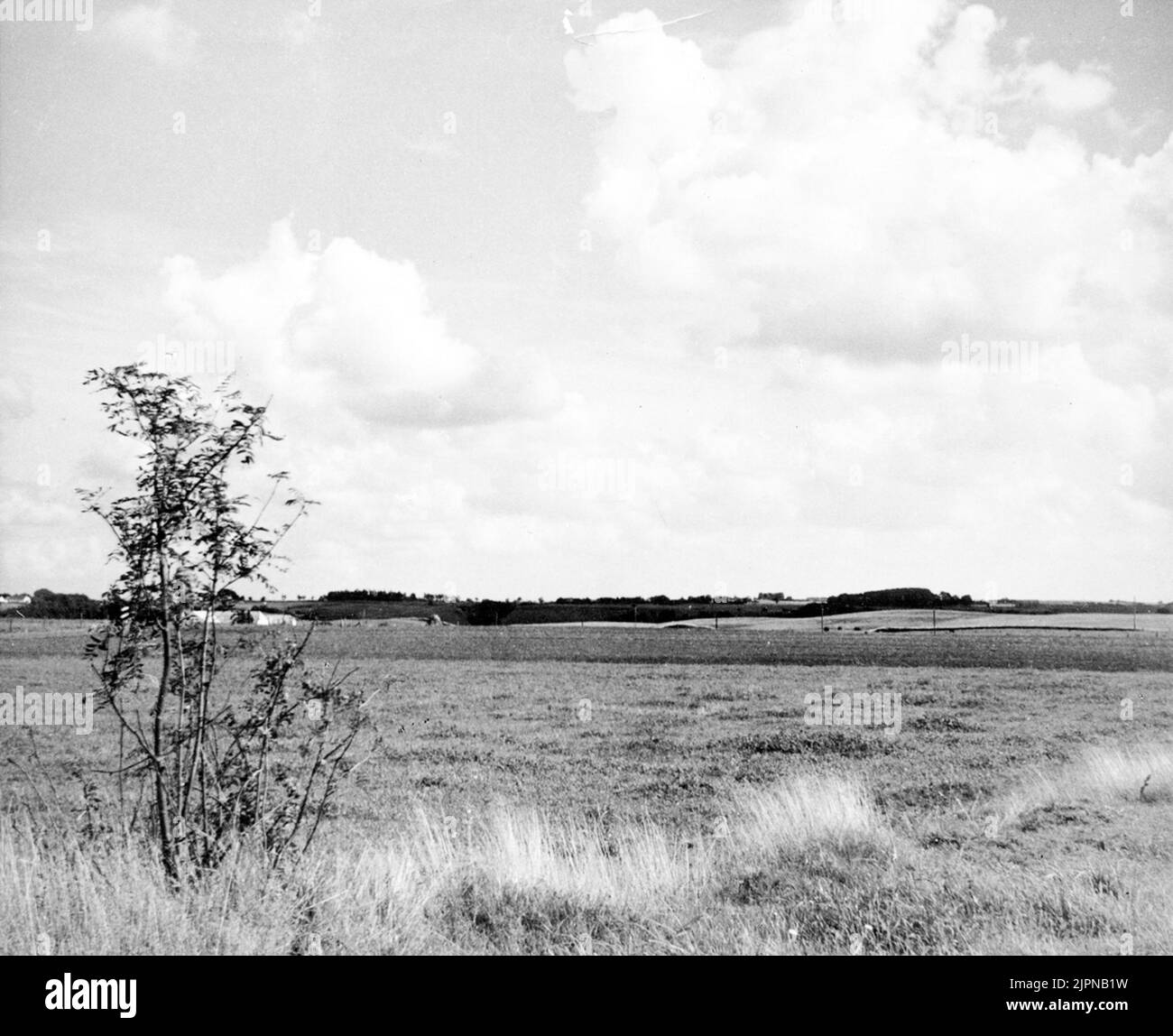 Biotop pour caille (Coturnix Coturnix) Biotop för Vaktel (Coturnix coturnix) Banque D'Images