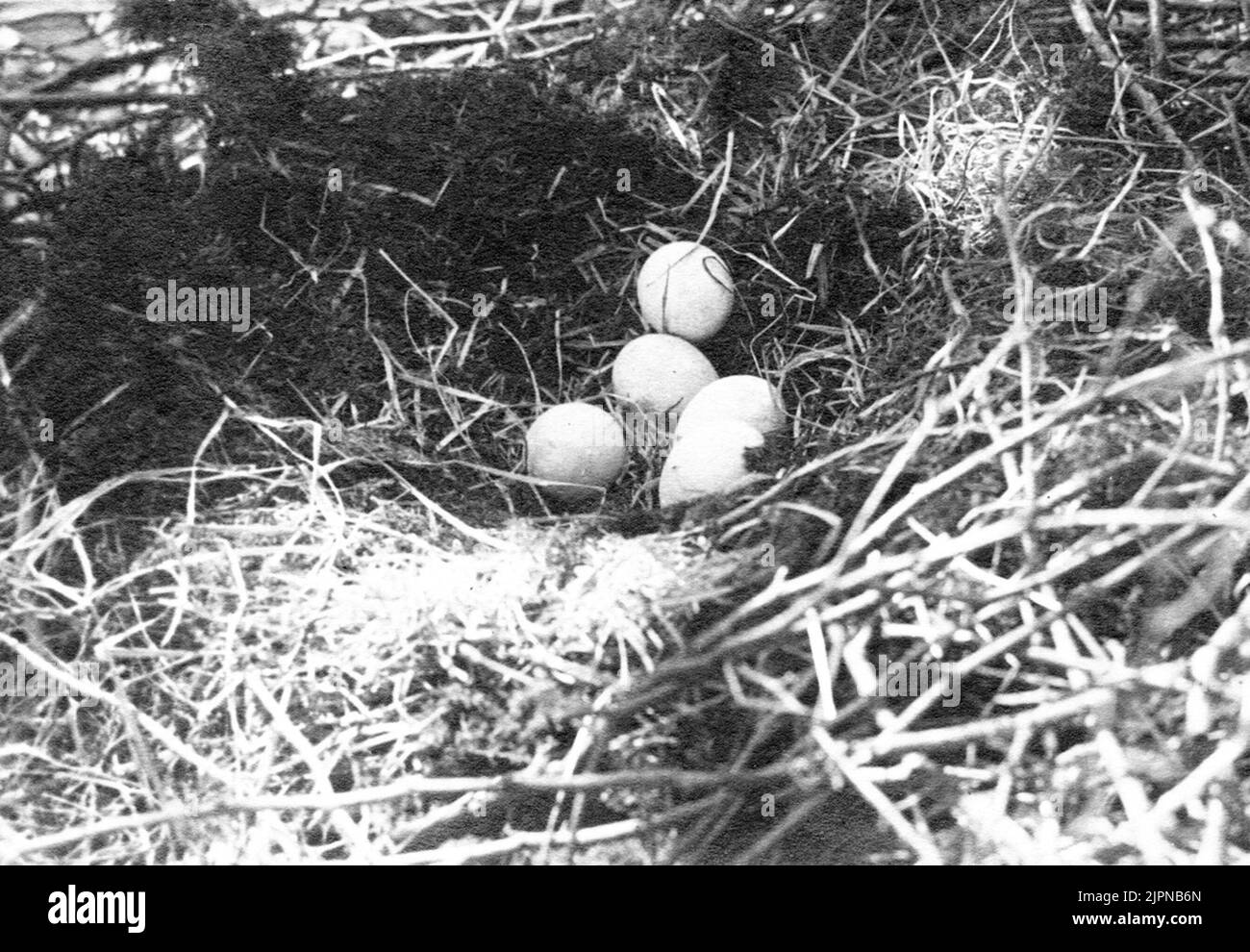 Bo de Svarta Stork, Ciconia Nigra Viborg, Jutland, Danemark photo P. Skovgaard Bo av svarta storken, Ciconia nigra Viborg, Jylland, Danmark foto P. Skovgaard Banque D'Images