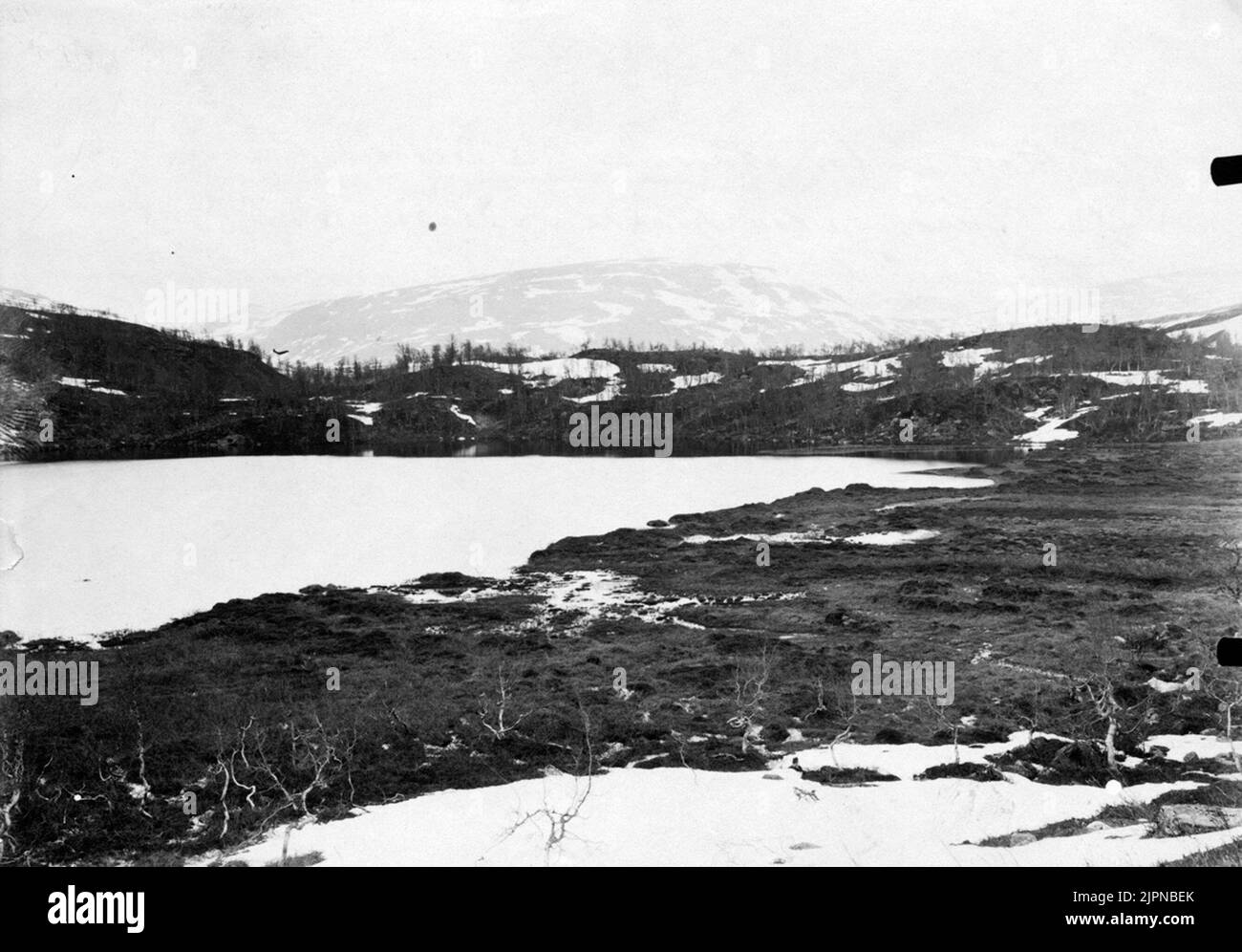 Häckteräng pour Fjällfås (considère erythropus) 23 juin 1918 Häckteräng för Fjällgås (Anser erythropus) 23 juin 1918 Banque D'Images