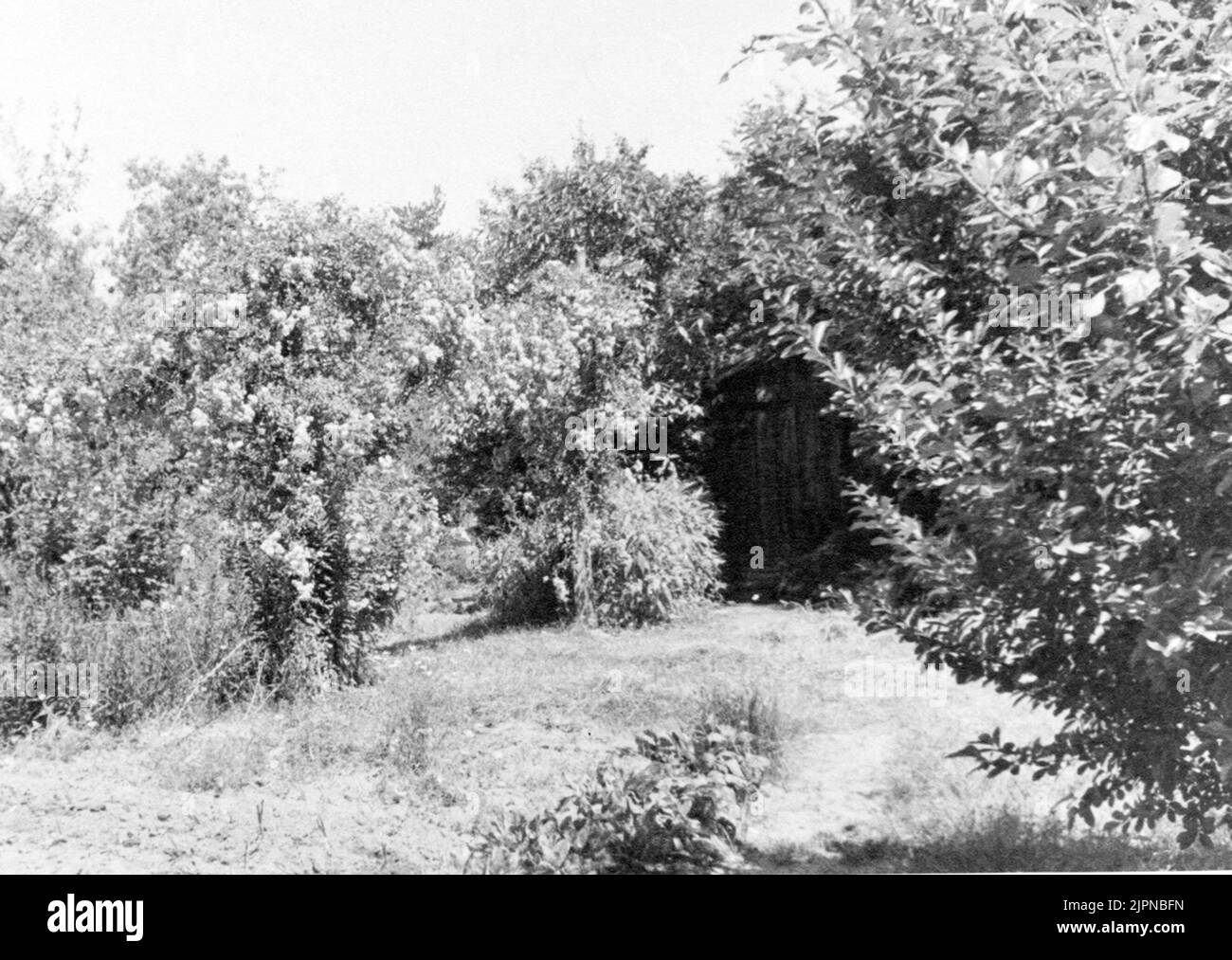 Hortensis hortensis Banque D'Images