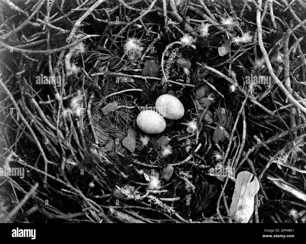 Séjour près du pigeon Hawk, Accipiter Gentmenth, l'île de 11 mai 1919 Nälden photo N.Nilsson Bo av duvhök, accipiter gentilis, Önet 11 maj 1919 Nälden foto N.Nilsson Banque D'Images