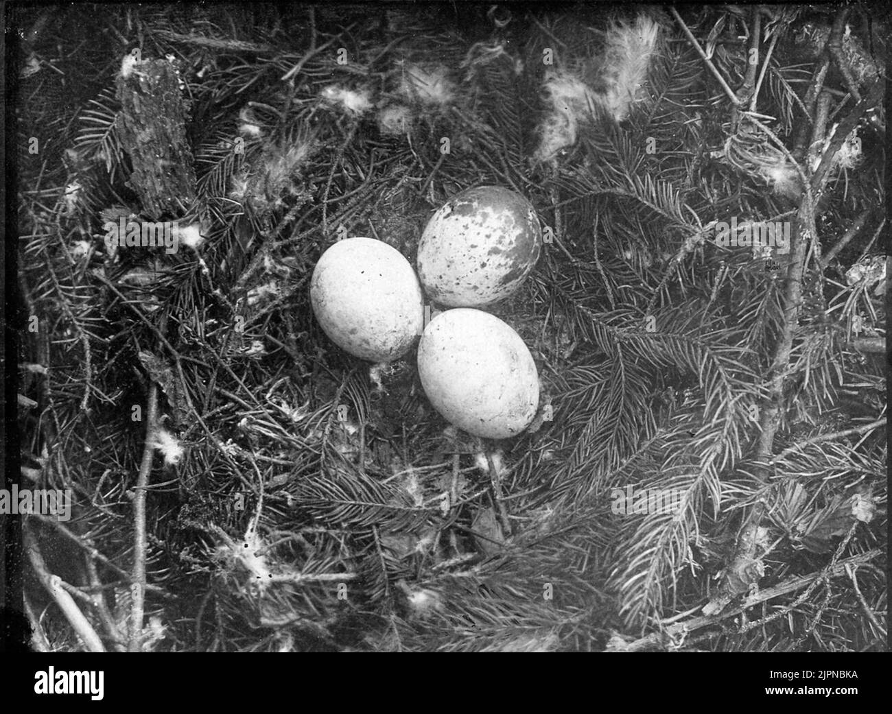 Certainement vivre par serpent, buteo vulgari photo qui? Säkerligen bo av ormvråk, Buteo vulgaris foto vem? Banque D'Images
