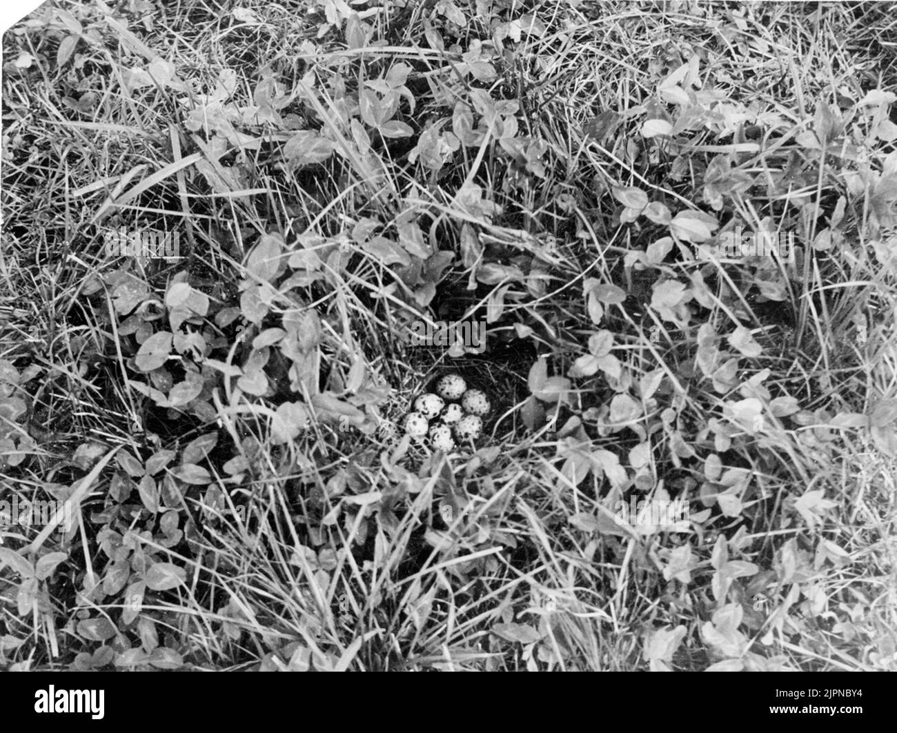 Séjour de caille (Coturnix Coturnix) Bo av Vaktel (Coturnix coturnix) Banque D'Images