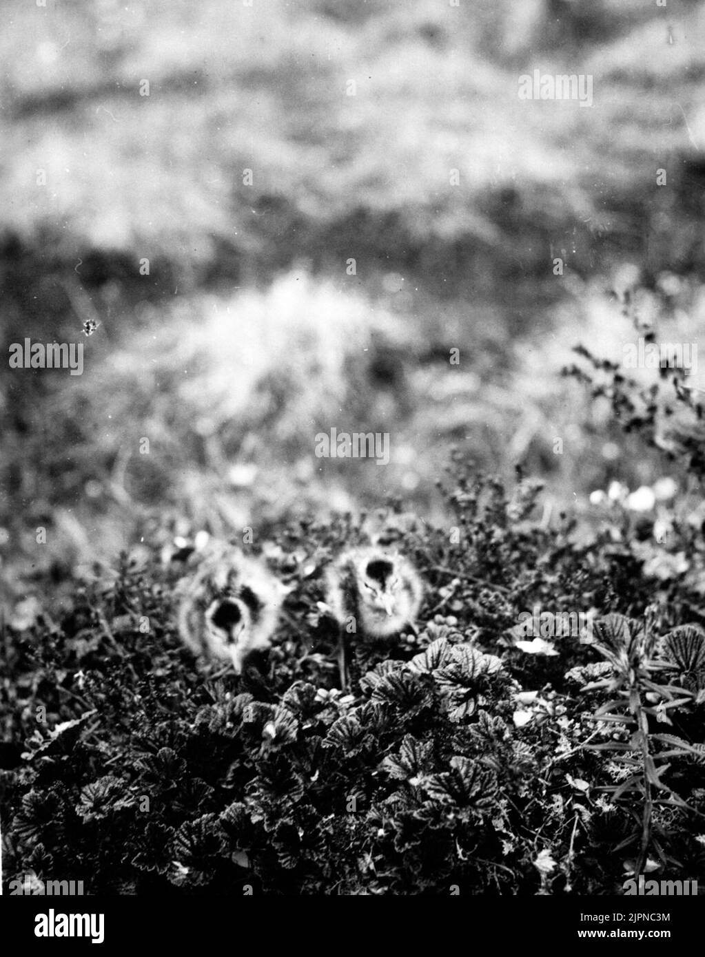 Enfants de Myrspov (Limosa lapponica) 23 juin 1930 Ungar av Myrspov( Limosa lapponica) 23 juin 1930 Banque D'Images