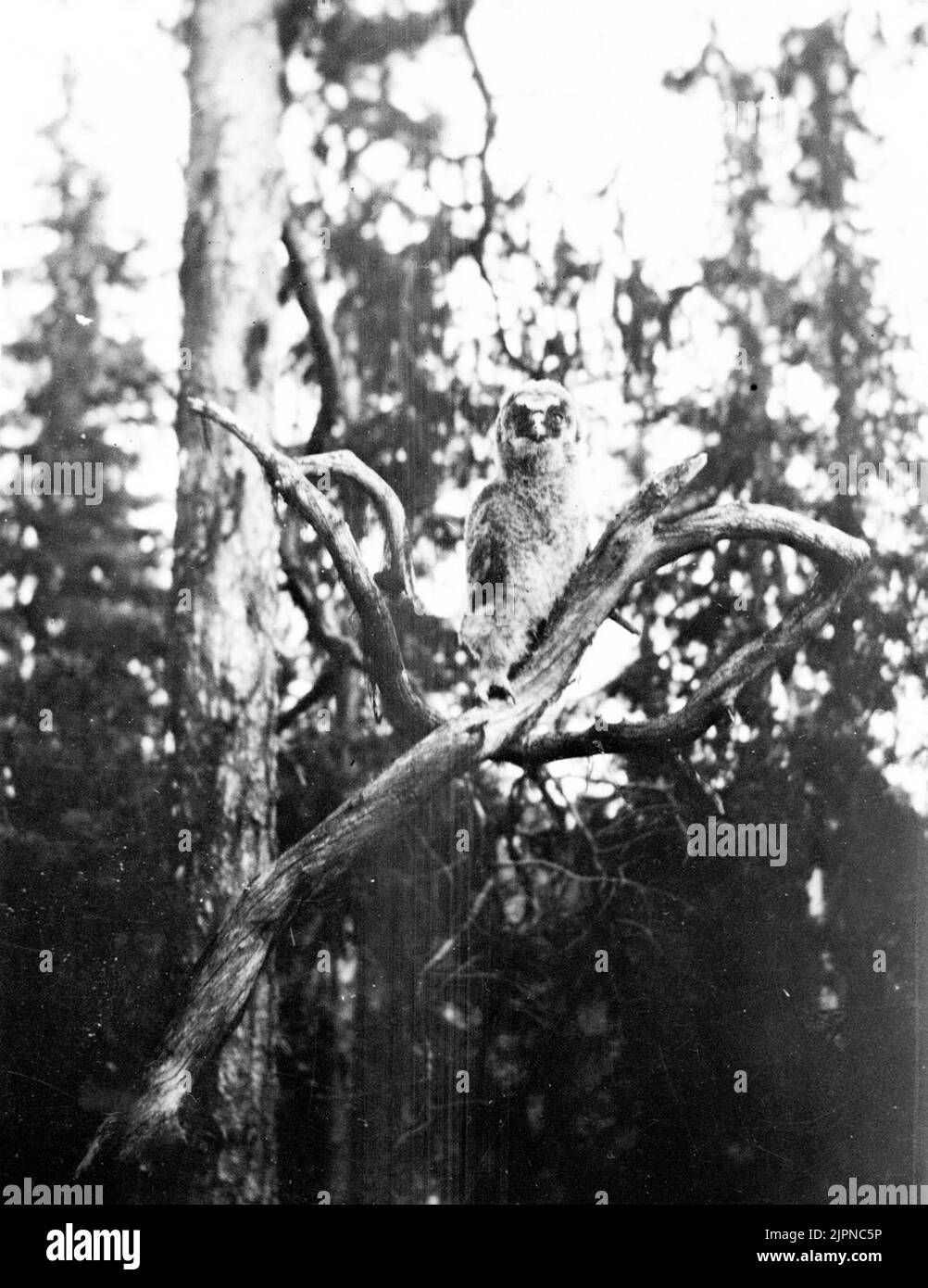 Lappuggleunge. Lappuggleunge. Banque D'Images