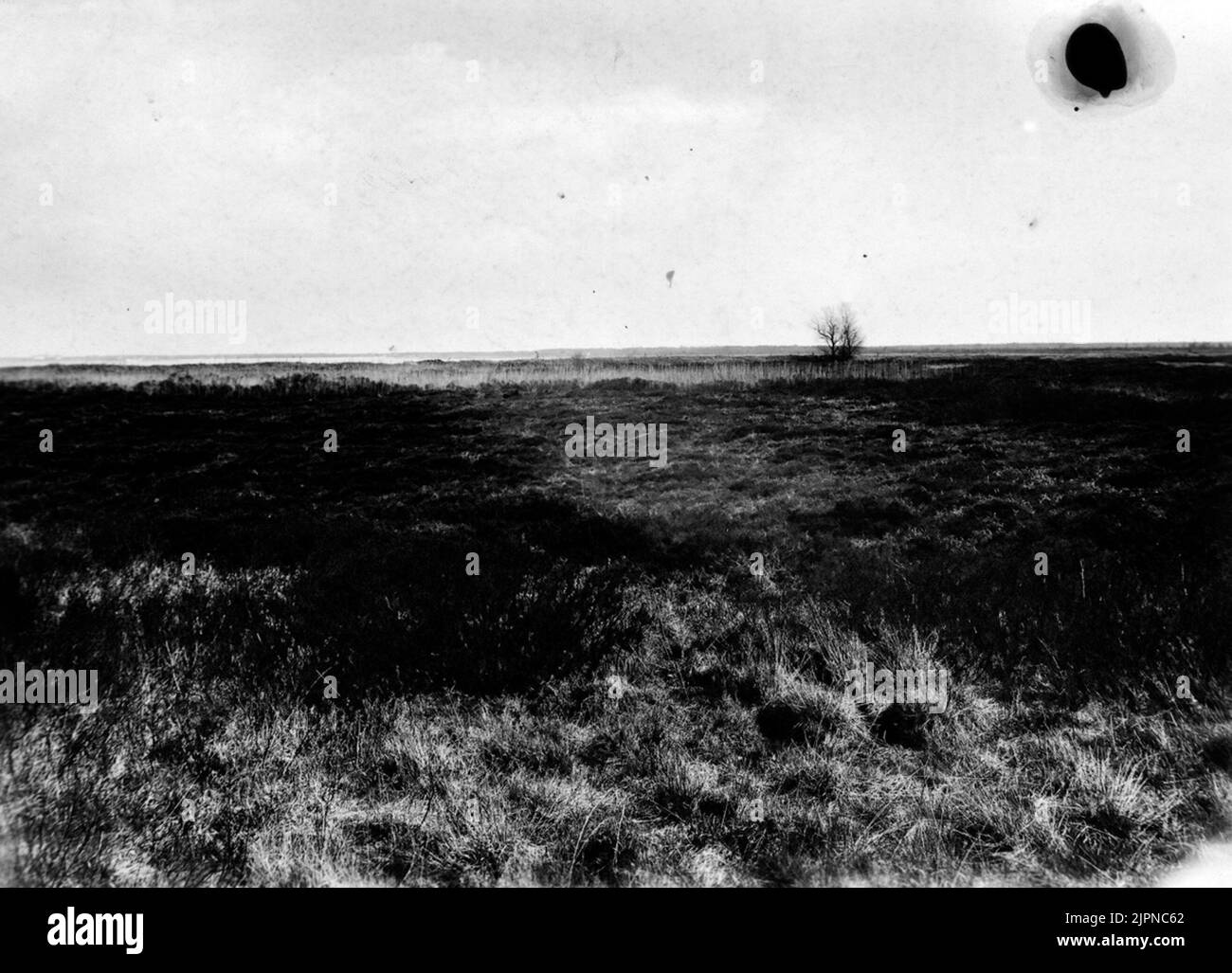 Premier endroit pour Meadow hawk. 1 mai 1943. Första boplatsen för ängshök. 1 maj 1943. Banque D'Images
