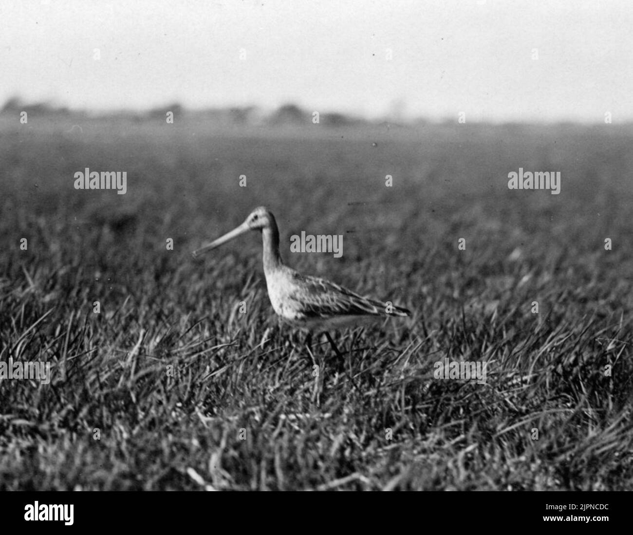 Résidence pour le long nez, limosa limosa Boplats för långnäbba, limosa limosa Banque D'Images