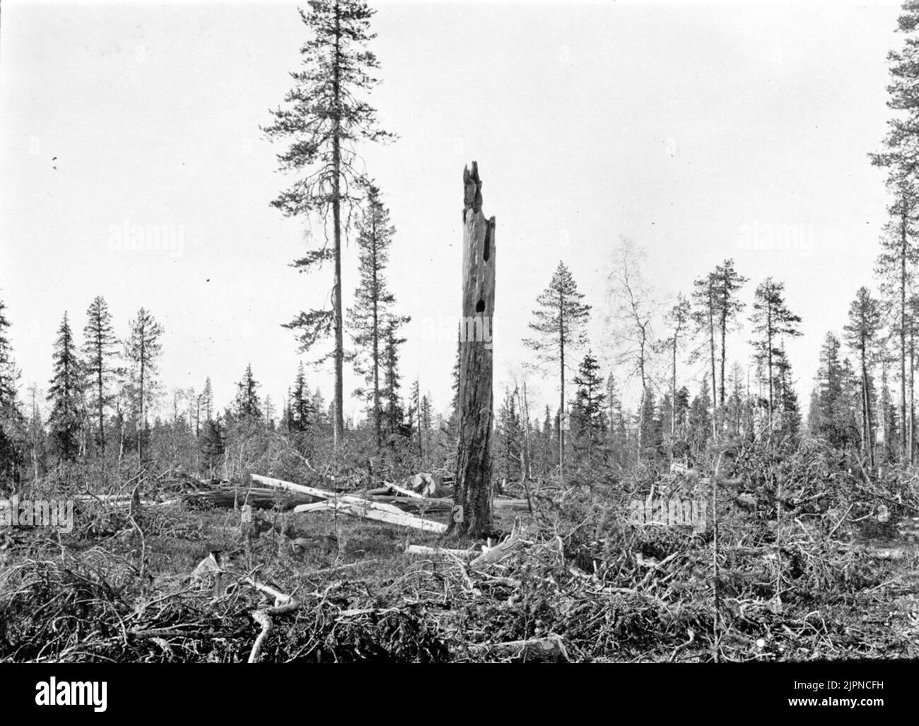 Knipbo dans de la pilule -nid barriered. Pressez là 1928 12/9 19259 5 Oruv. Œuf. Vieux tronc en pin sec avec un trou de déversement accroché, habité par un paquet. Comme ici avait un résident ici en 1928 et 1929. À l'occasion de la photo, sur 12 juin 1929, le domaine contenait 5 œufs non colorés. Le président de la chaise, Gällivare s: n Norrb. Lappmark. L'emplacement est situé très près de Muorkaforsen dans Råneälven environ 8 km île. Au sujet de la station de fer de Polcirkel (les environs autour de la propriété est, par la récolte, étendue, la forêt de pins guéris. Knipbo i av pillkråka urhållat bo. 1928 12/9 1925 Banque D'Images