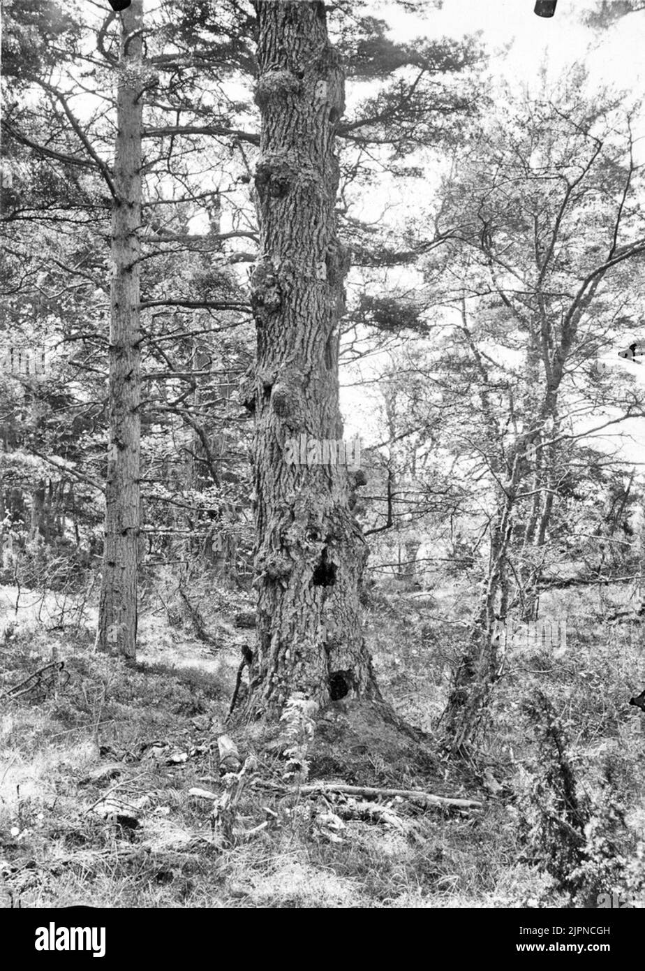 Vieux morts, creux Alstam, sur la plage sud. Dans le tronc ont été trouvés au printemps de 19372 pc nids de grands craps, l'un dans le trou vers le bas à la racine, l'autre à environ 3 m de hauteur, les deux avec des oeufs rugueux sur 27 mai 1937 Gammal avdöd, ihålig alstam, på södra stranden. I stammen funnos våren 19372 St bon av Storskrake, det ena i hålet nere vid roten, det andra på c:a 3 m:s höjd, båda med ruvande äggkullar den 27 maj 1937 Banque D'Images